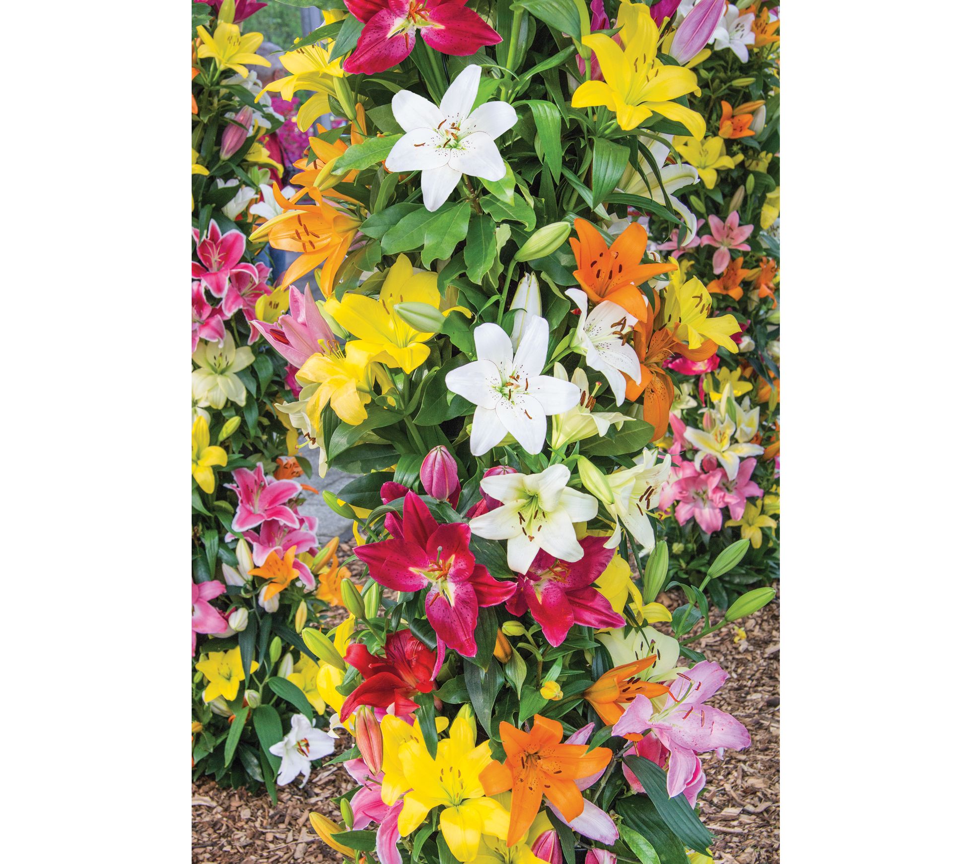 Roberta's 20 pc. Oriental and Asiatic Lily Mix - QVC.com