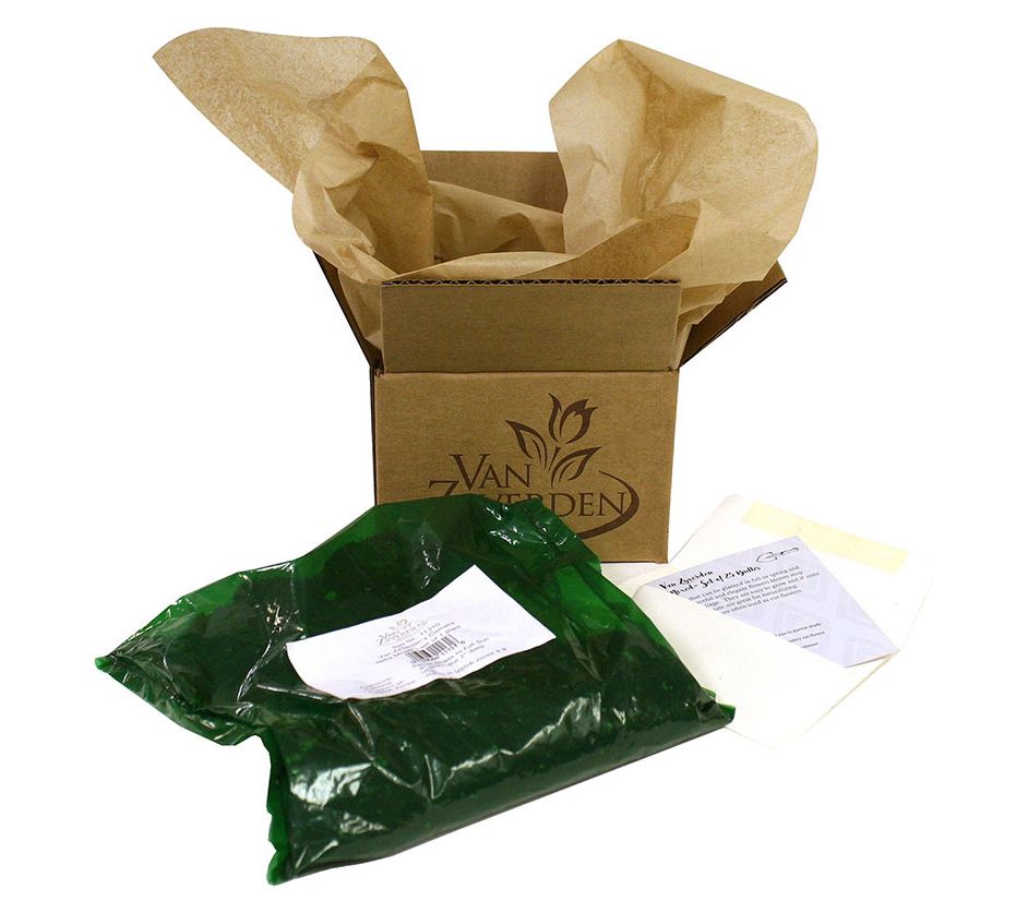 Van Zyverden Lilies OT Hybrid Friso Set of 9 Mammoth Bulbs