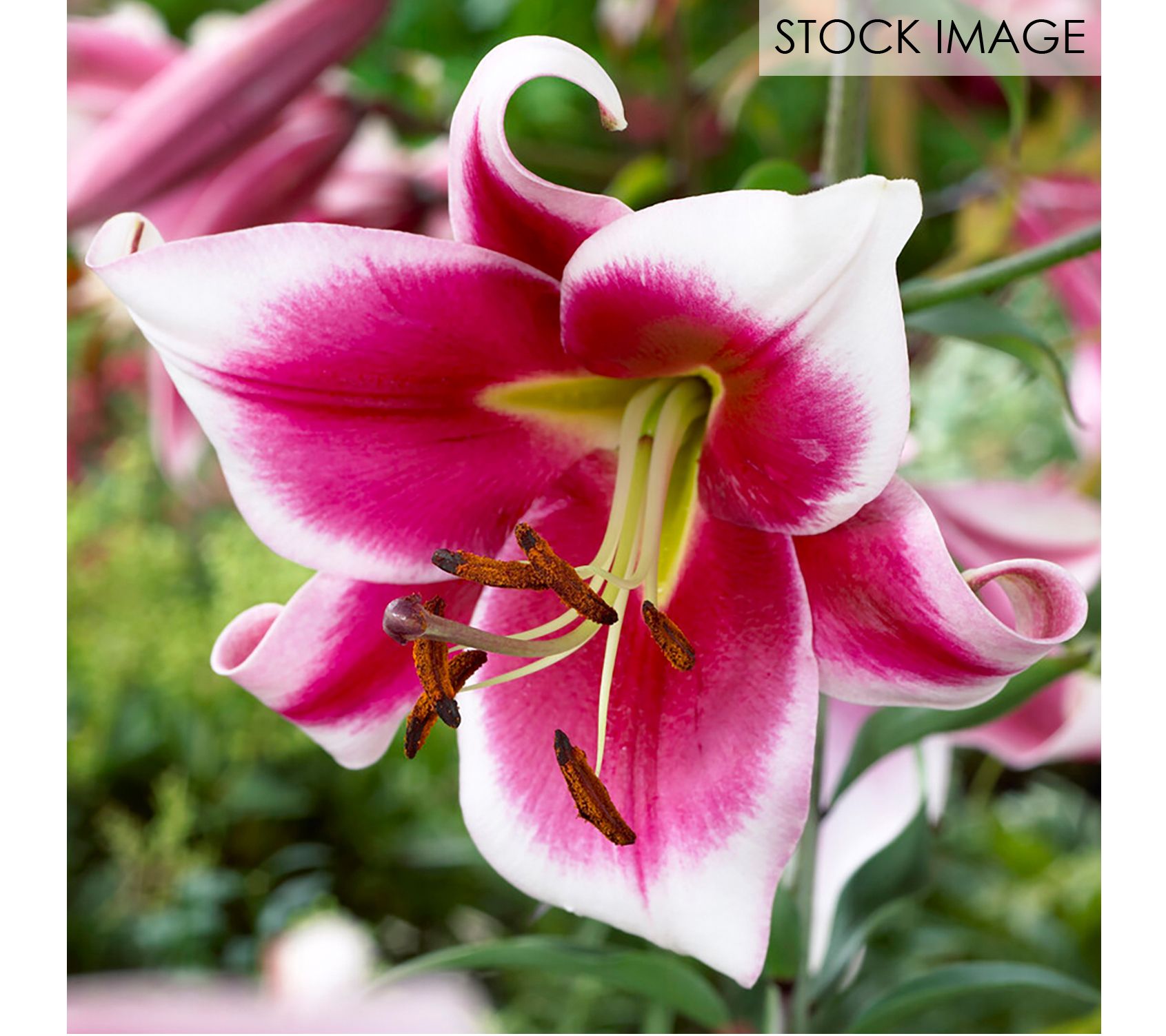 Van Zyverden Lilies OT Hybrid Friso Set of 9 Mammoth Bulbs