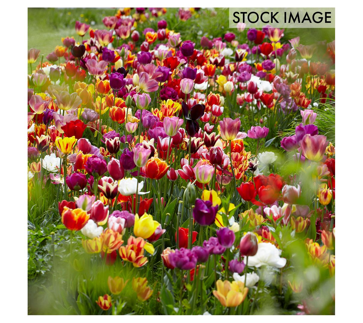 Van Zyverden Tulips Economy Medley of Varieties 7 Bulbs