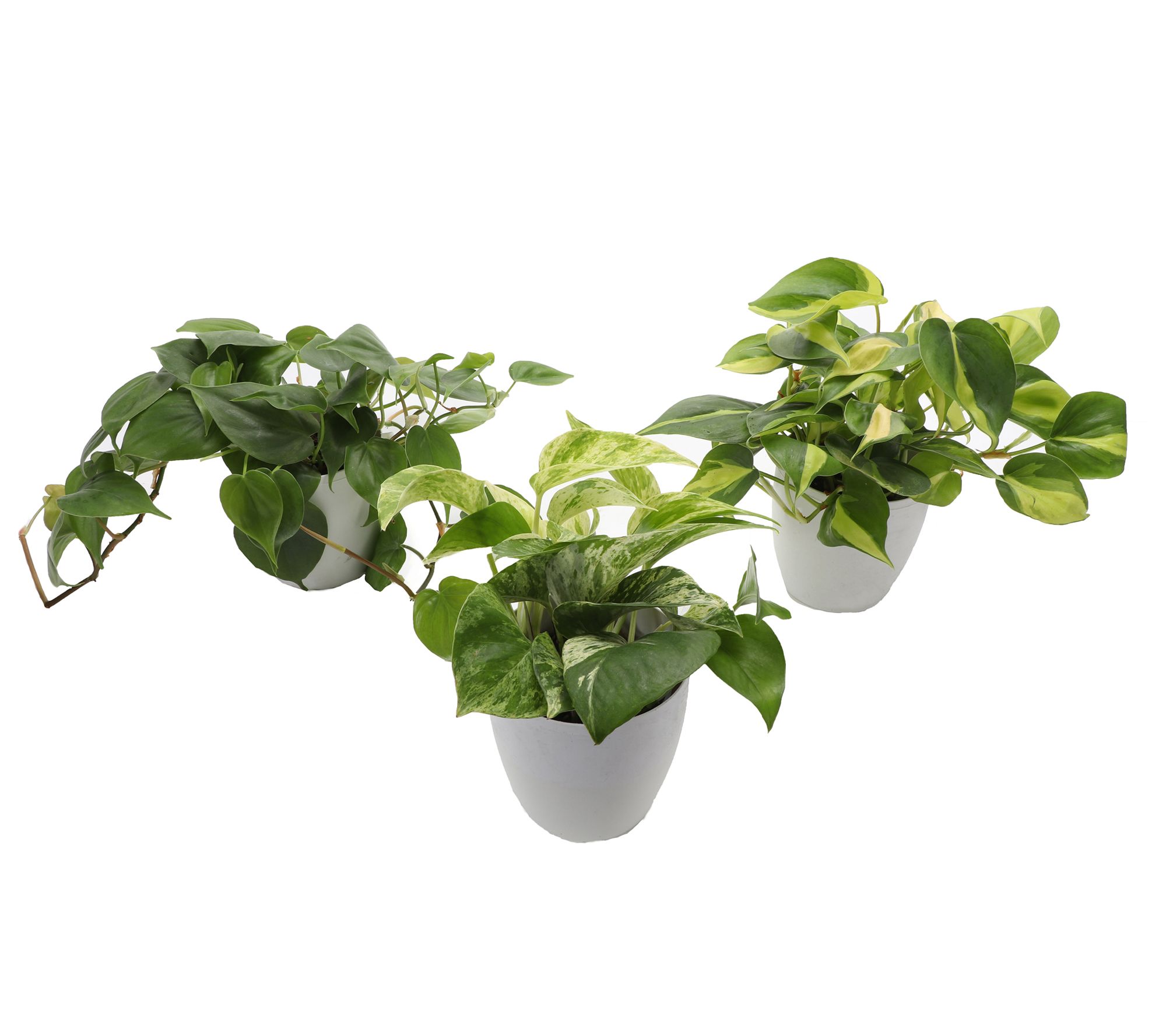 Thorsen's Greenhouse S/3 Live 4" Trailing Houseplants