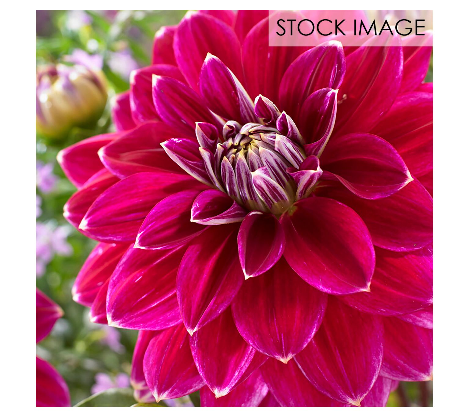 Van Zyverden Dahlias Maldini Set of 5 Bulbs