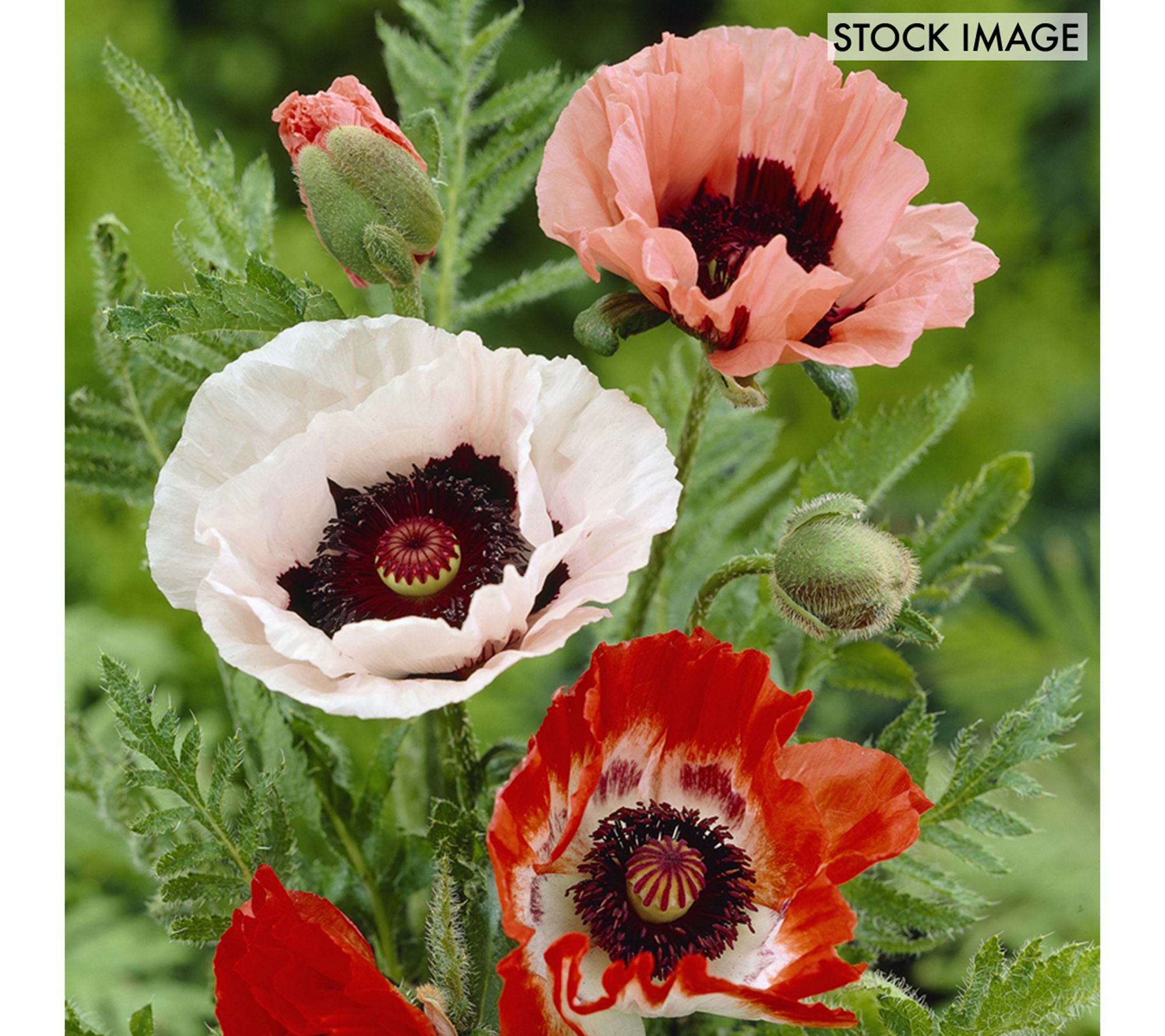 Van Zyverden Poppies Mixed Set of 3 Roots