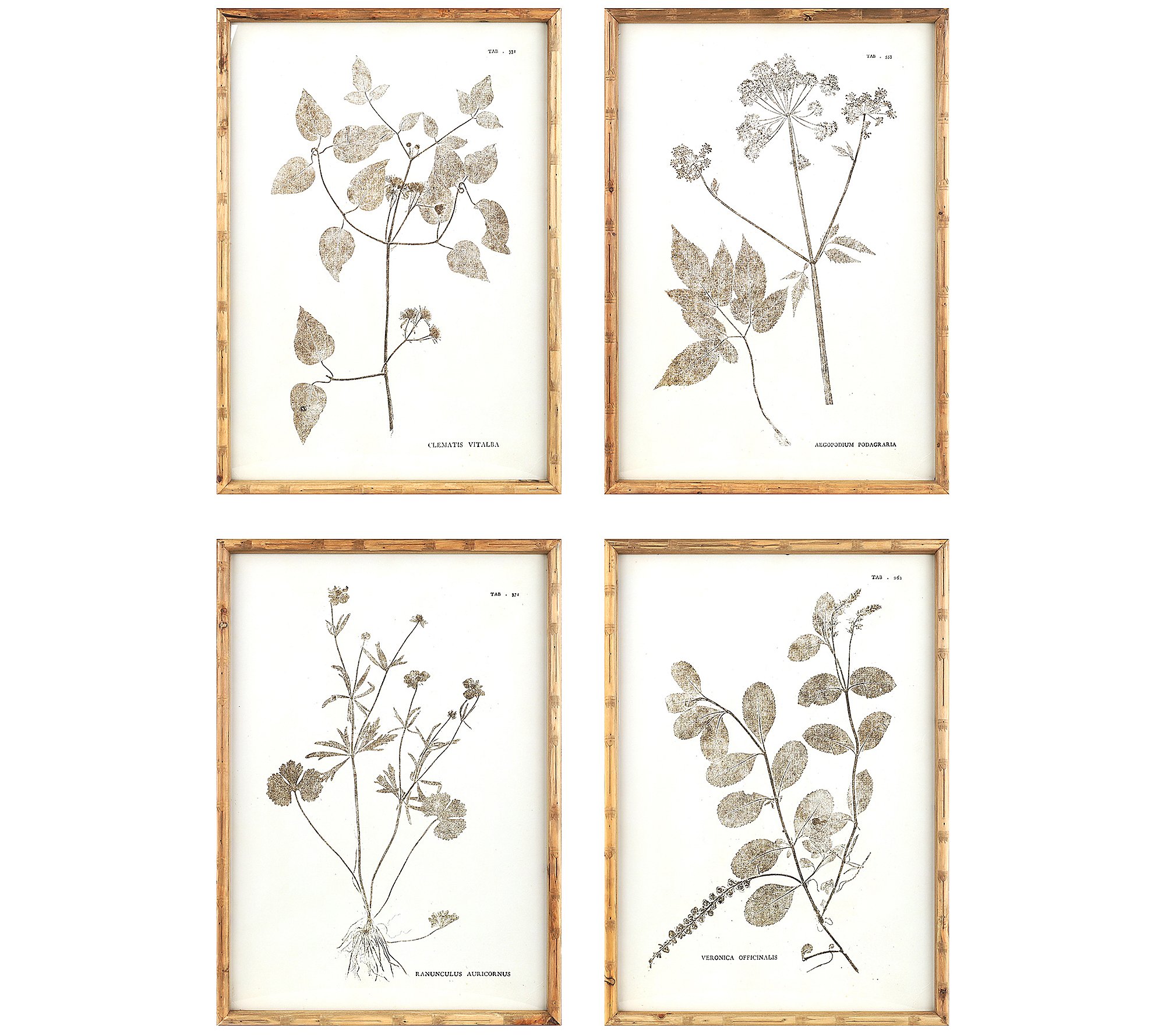 Melrose Encyclopedia Floral Print under glass ( Set of 4)