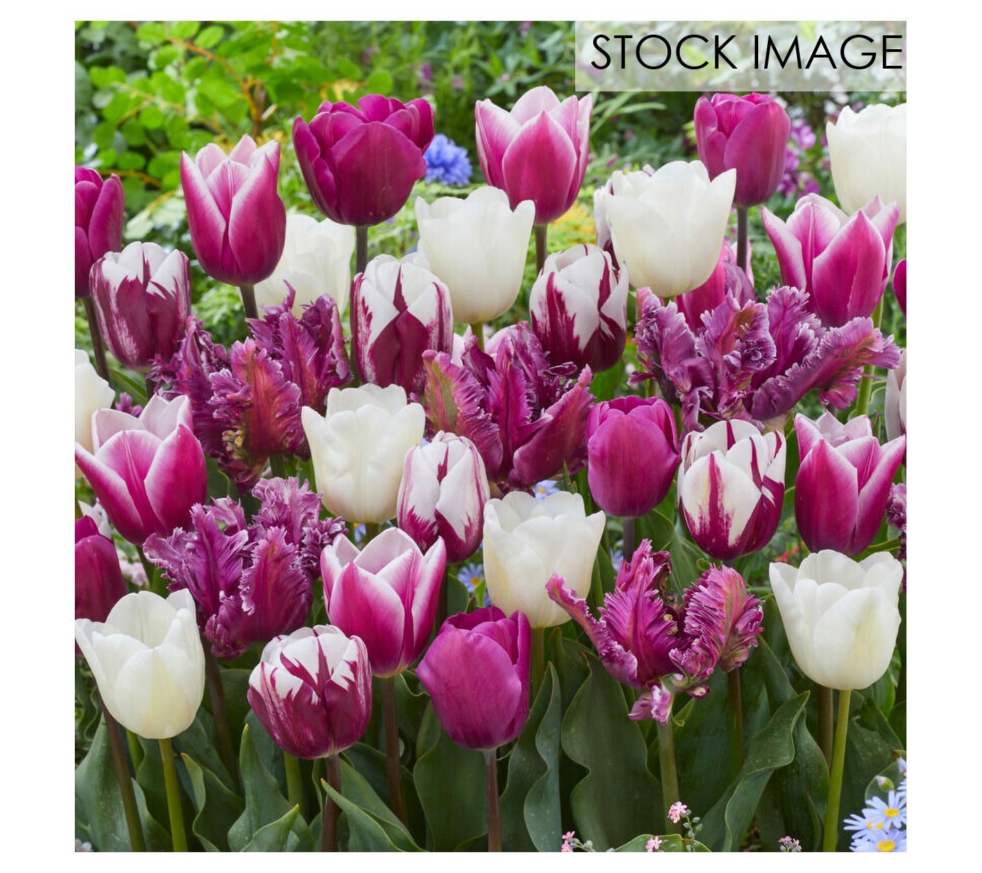 Van Zyverden Tulips Extended Bloom Elegance Mixture 25 Bulbs