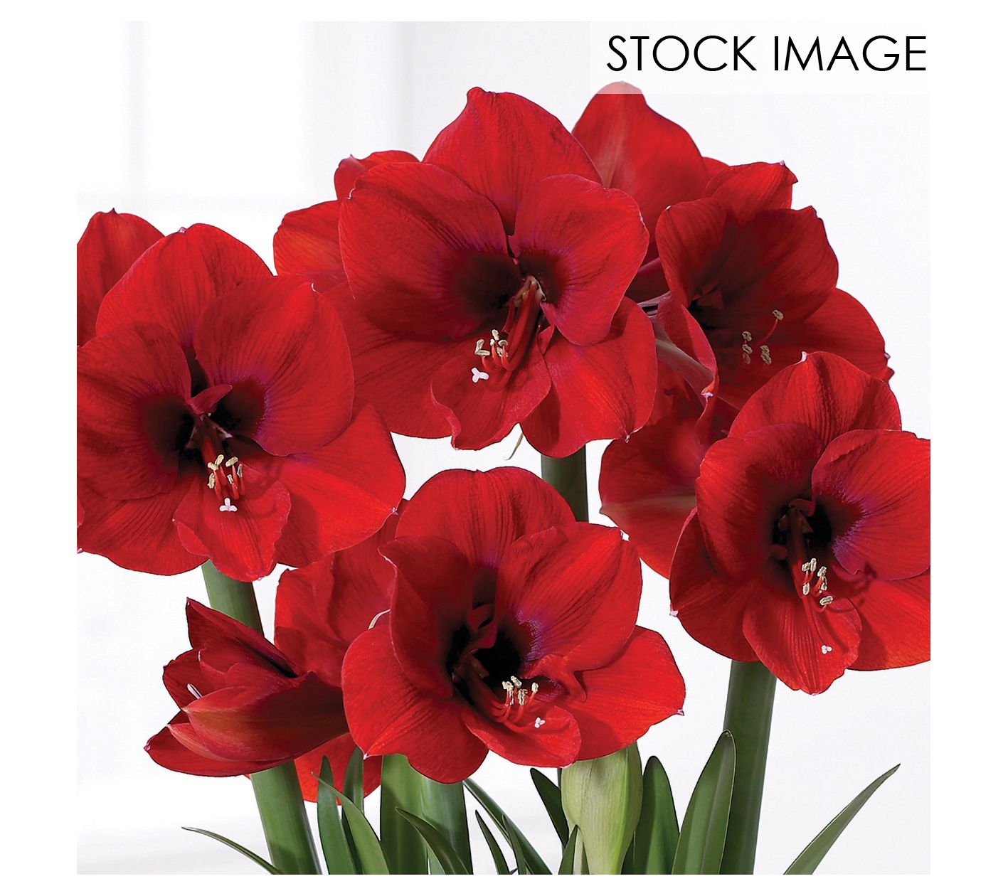 Van Zyverden Amaryllis Kit Sweet Valentine - QVC.com