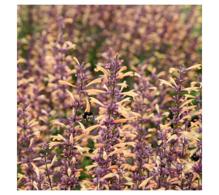 Roberta's Agastache Meant to Bee Queen Nectarin1pc