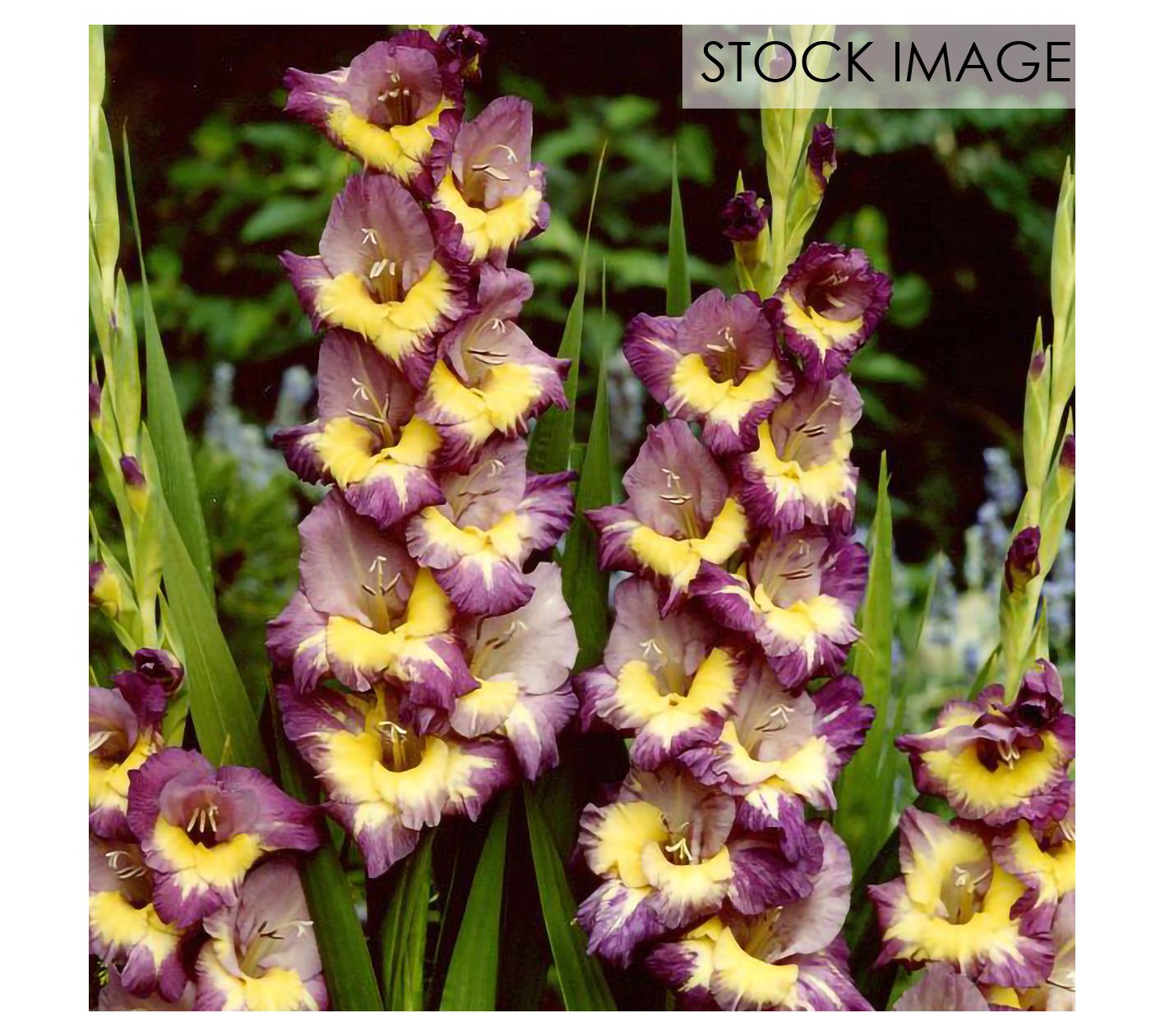 Van Zyverden Gladiolus Large Dynamite Set of 12Bulbs