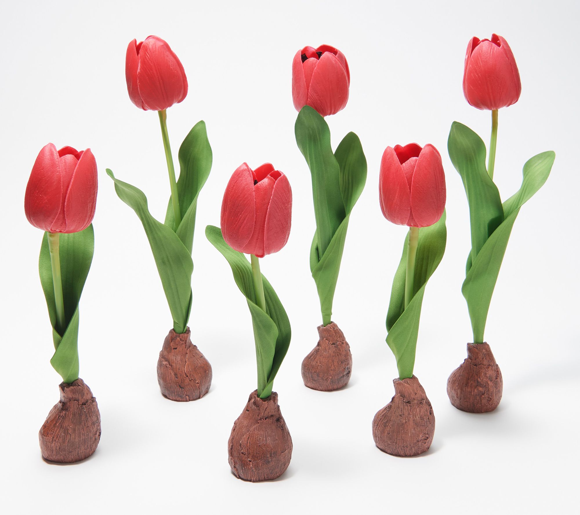 Barbara King Set 6 Real Tulip Bulbs - QVC.com