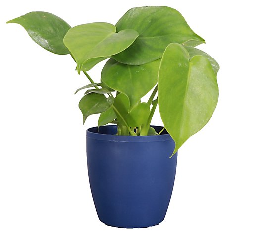 Thorsen's Greenhouse Live Monstera Plant in Classic Pot