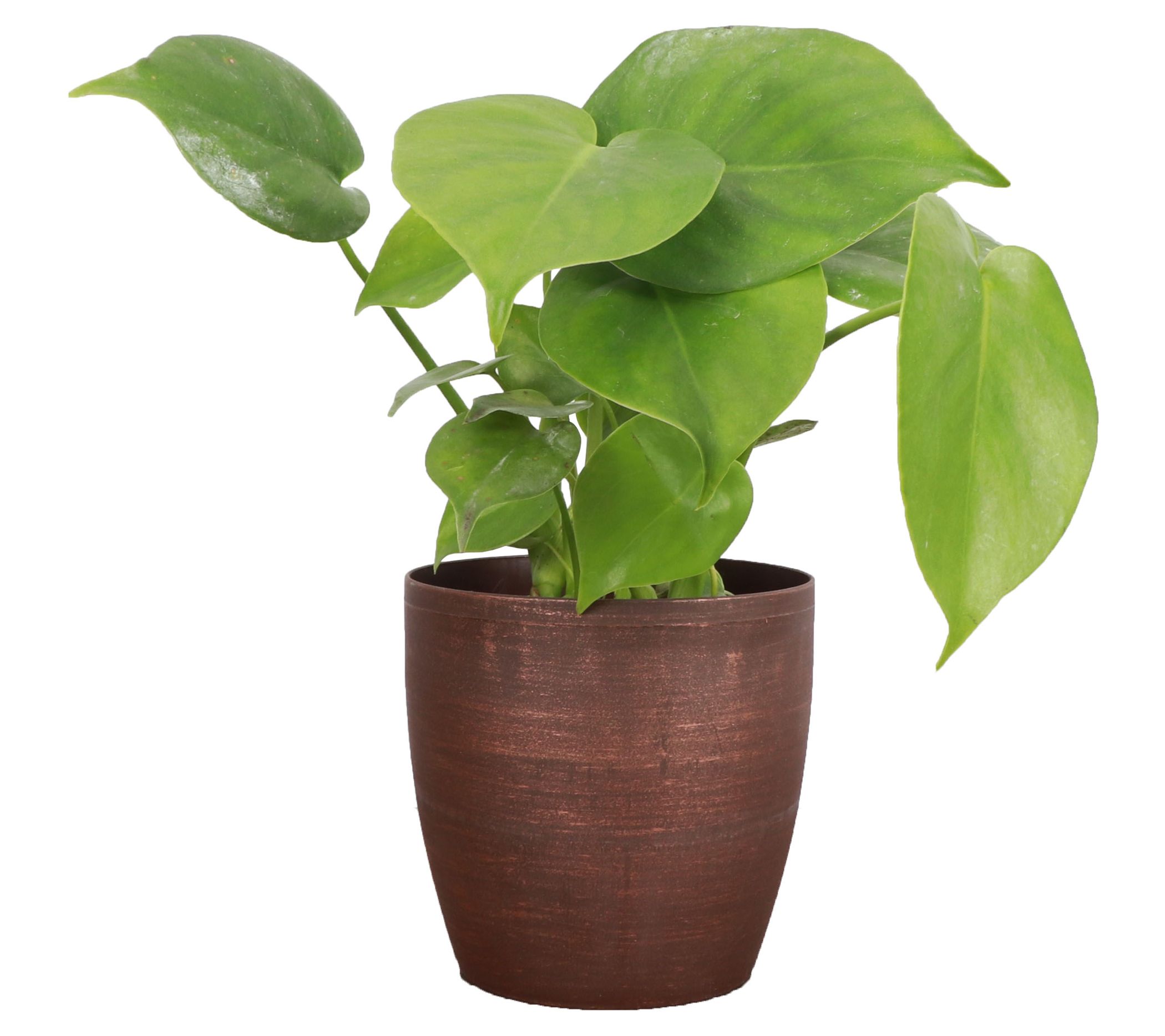 Thorsen's Greenhouse Live Monstera Plant in Classic Pot