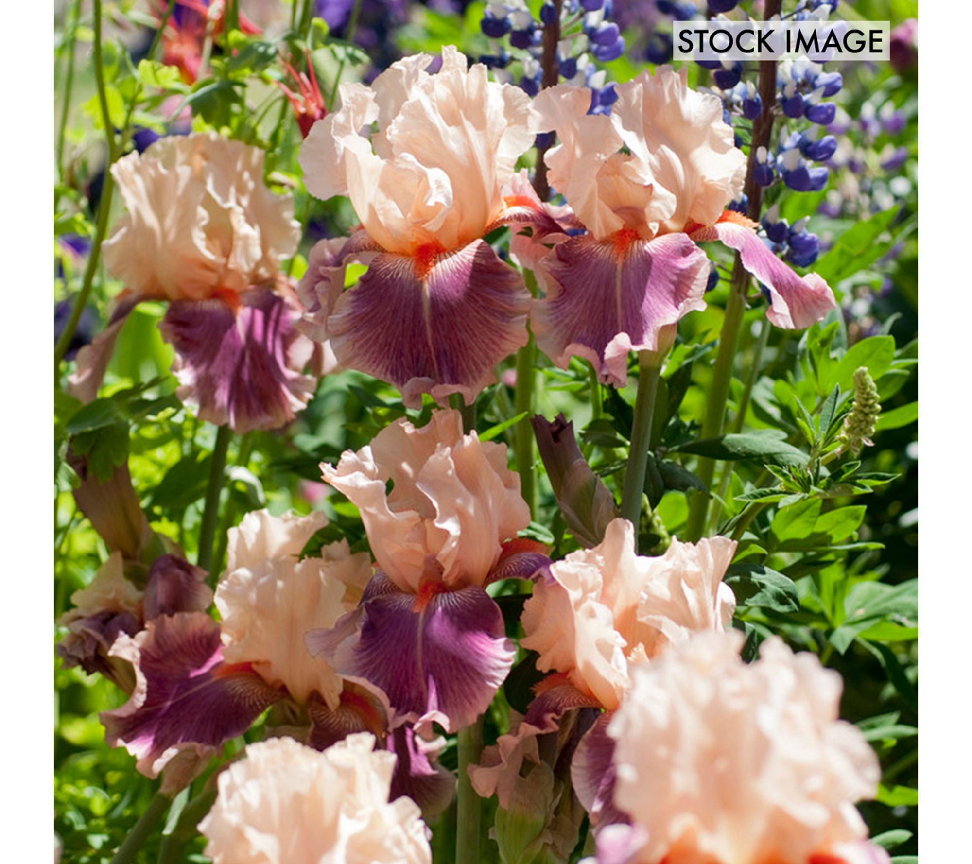 Van Zyverden Bearded Iris Cherry Blossom Song Set of 3 Roots