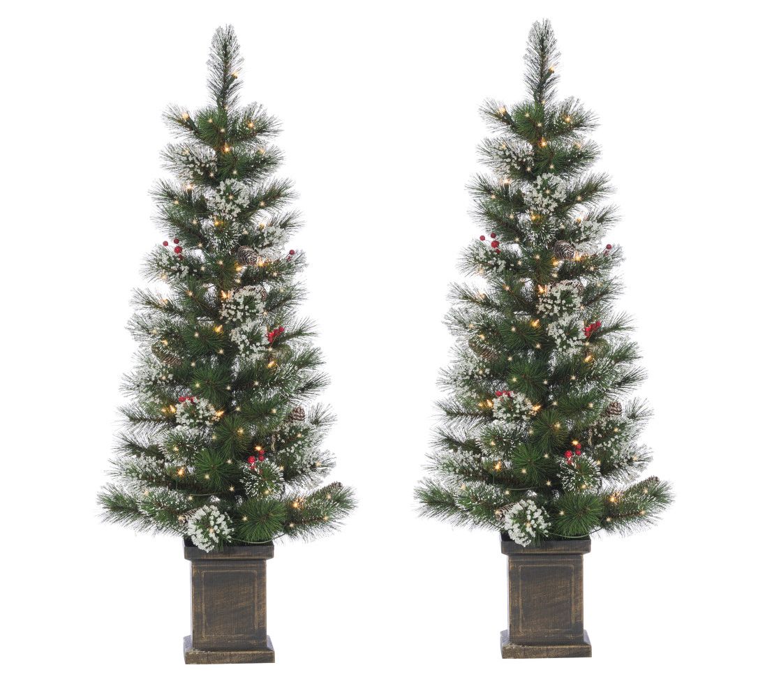 Set of 2 Elegant 4 ft Potted Loveland Spruce Tr ees by Sterling