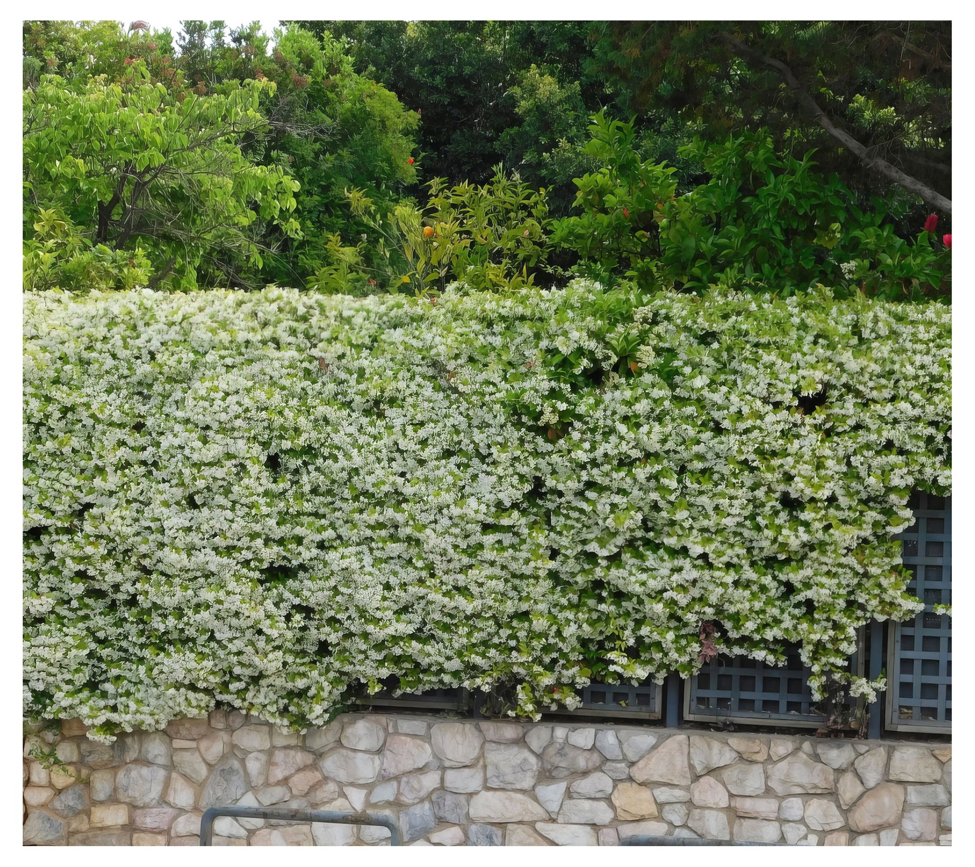 Cottage Farms 3-Piece Fragrant Star Jasmine - QVC.com