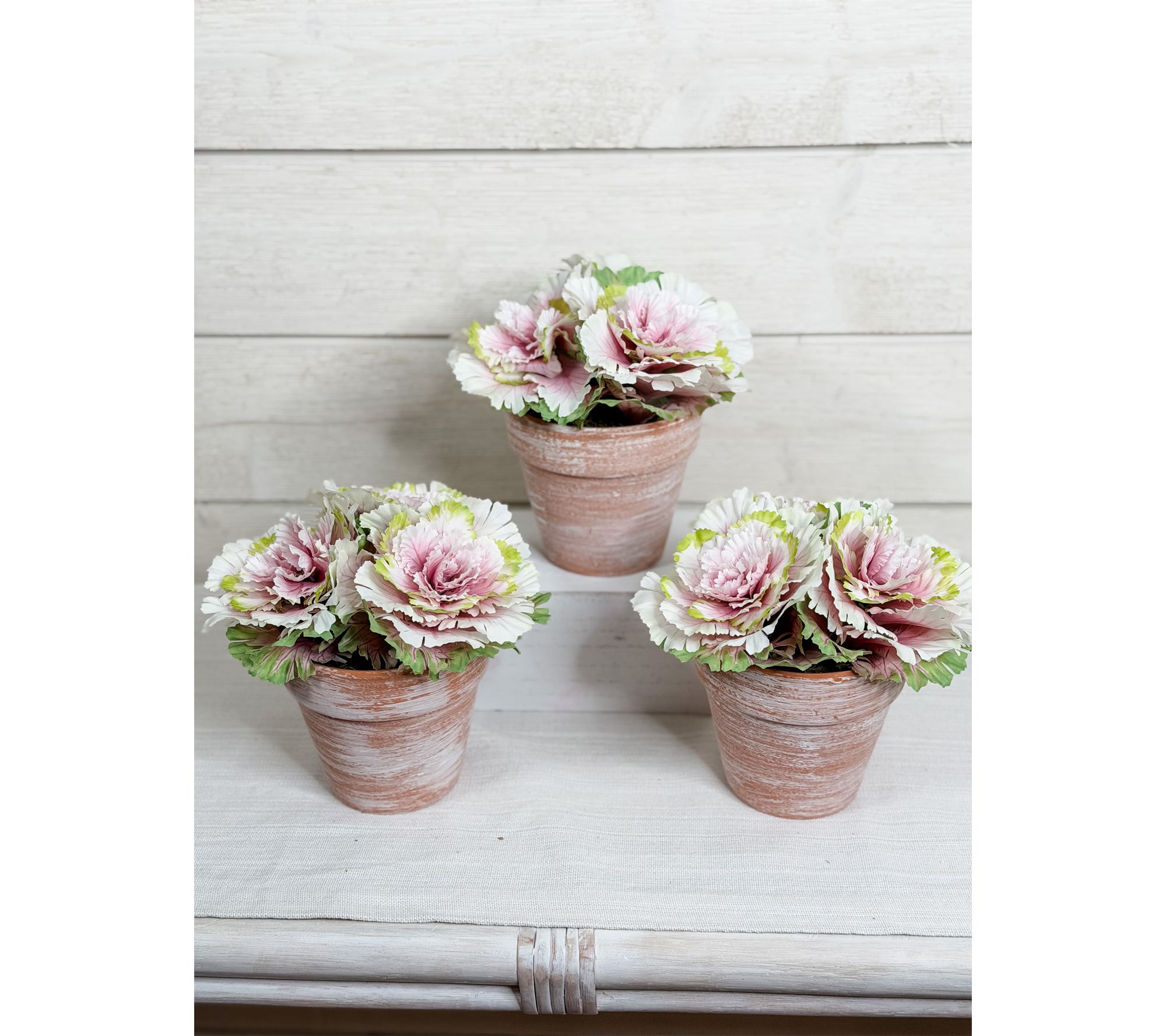 Simply Stunning Set of 3 Potted Cabbages by Janine Graff