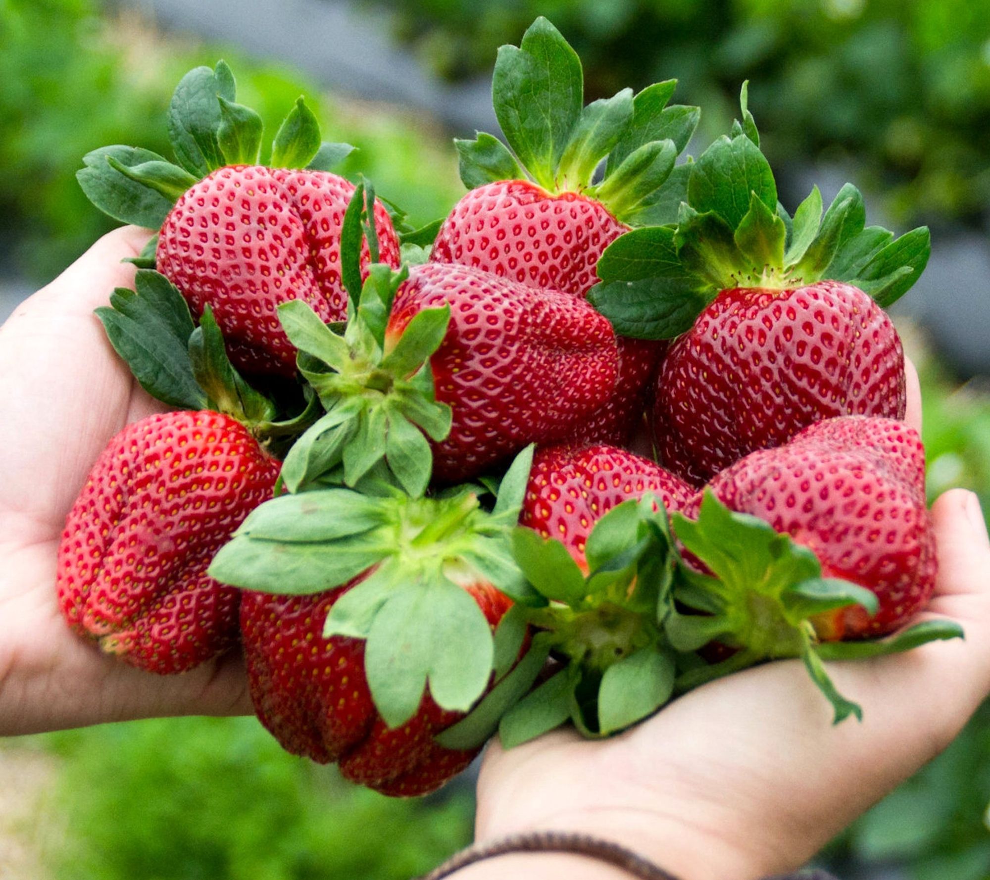 Cottage Farms 24pc Berry Blast Strawberries with Fertilizer