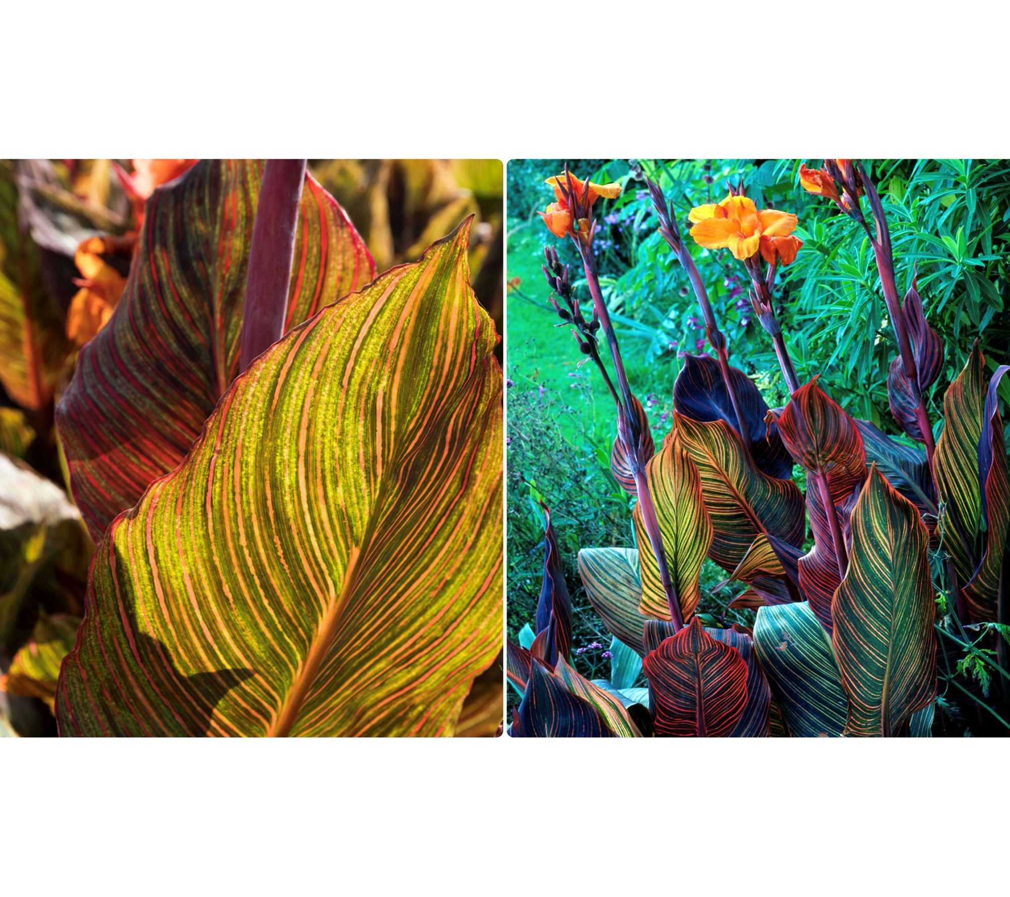 Roberta's 2 pc. Canna Lily Durban Bronze Bareroots