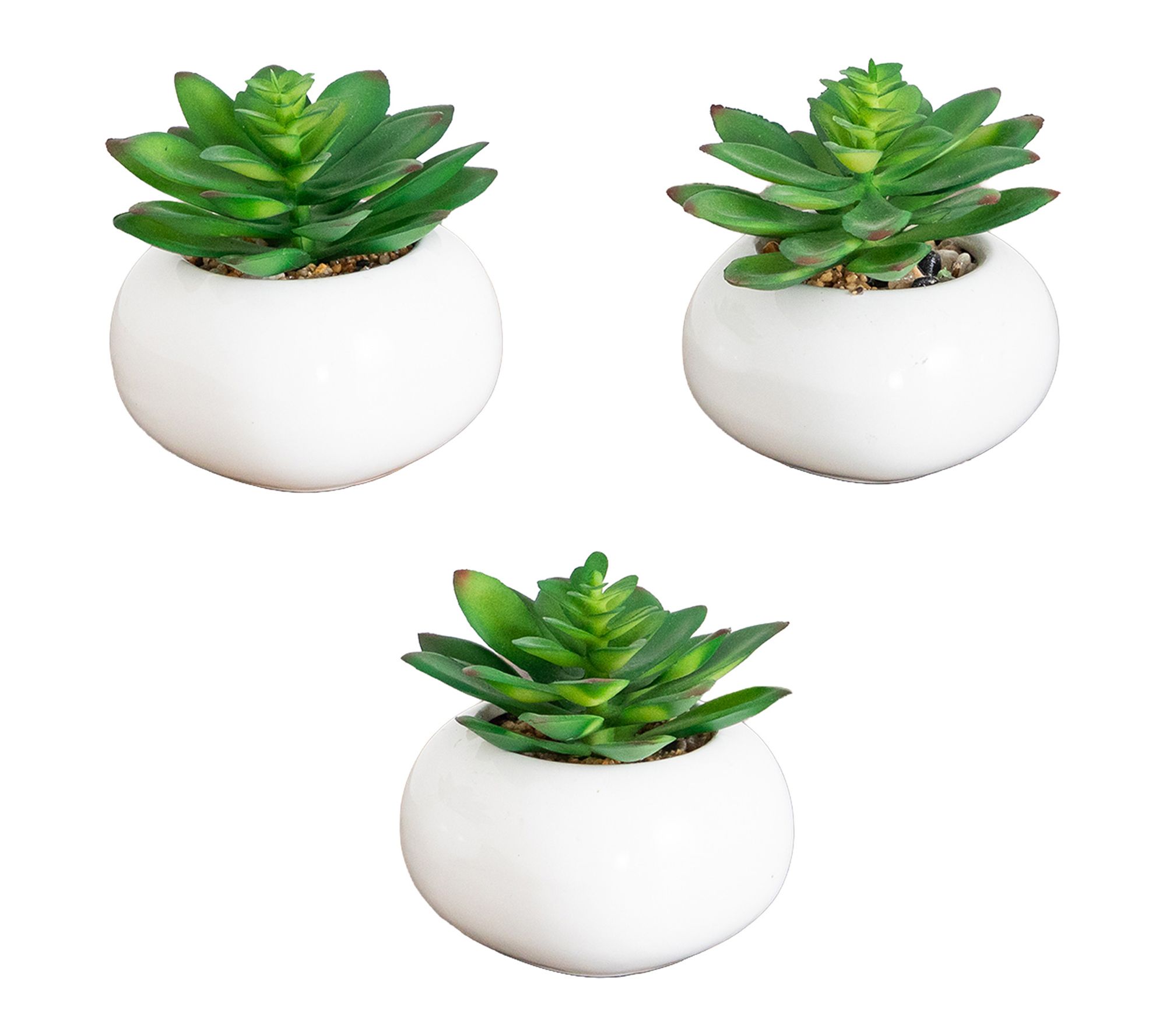 Agave Succulent in Ceramic Vase - Set of 3 by Nearly Natural