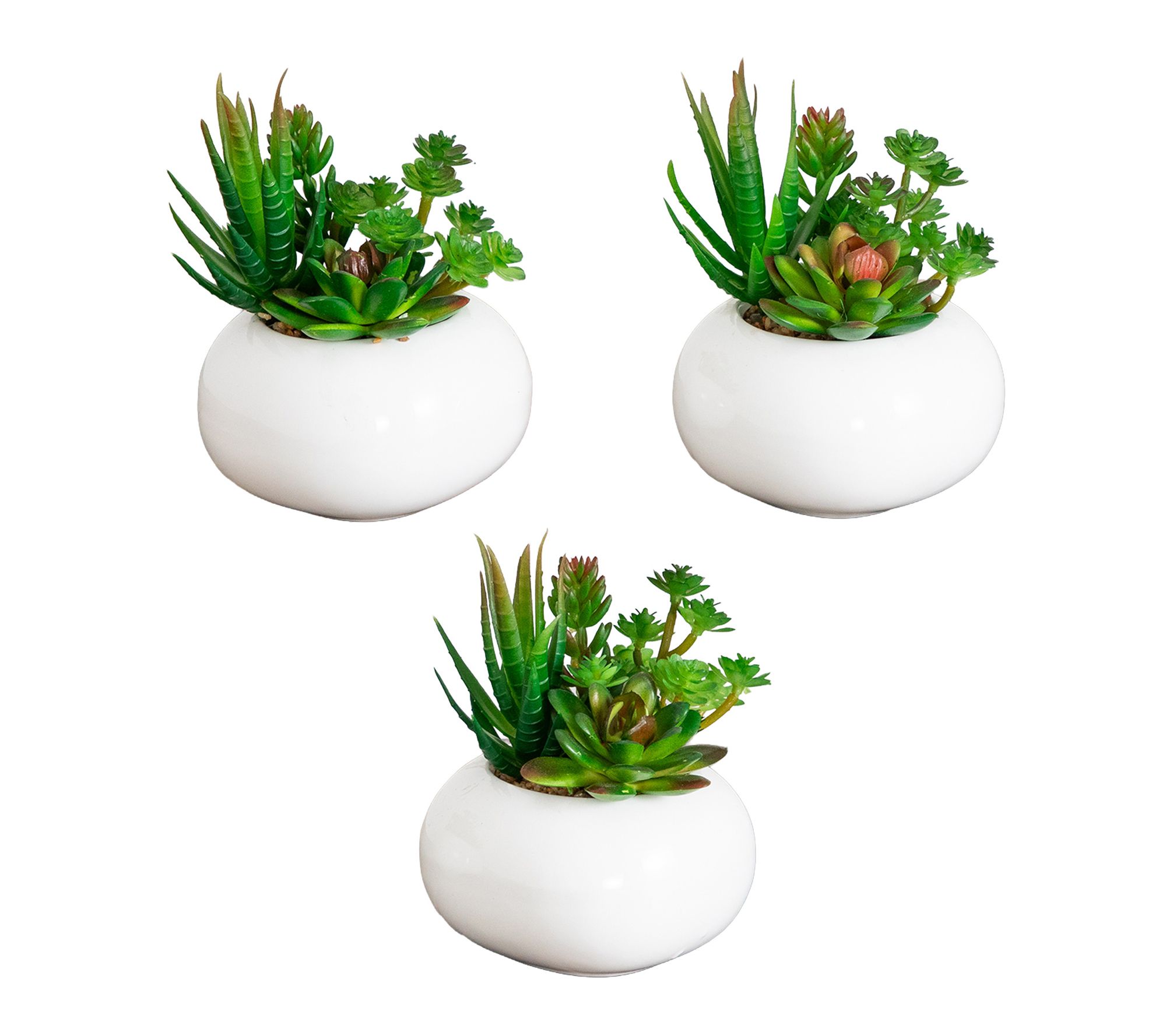 Agave Succulent in Ceramic Vase - Set of 3 by Nearly Natural