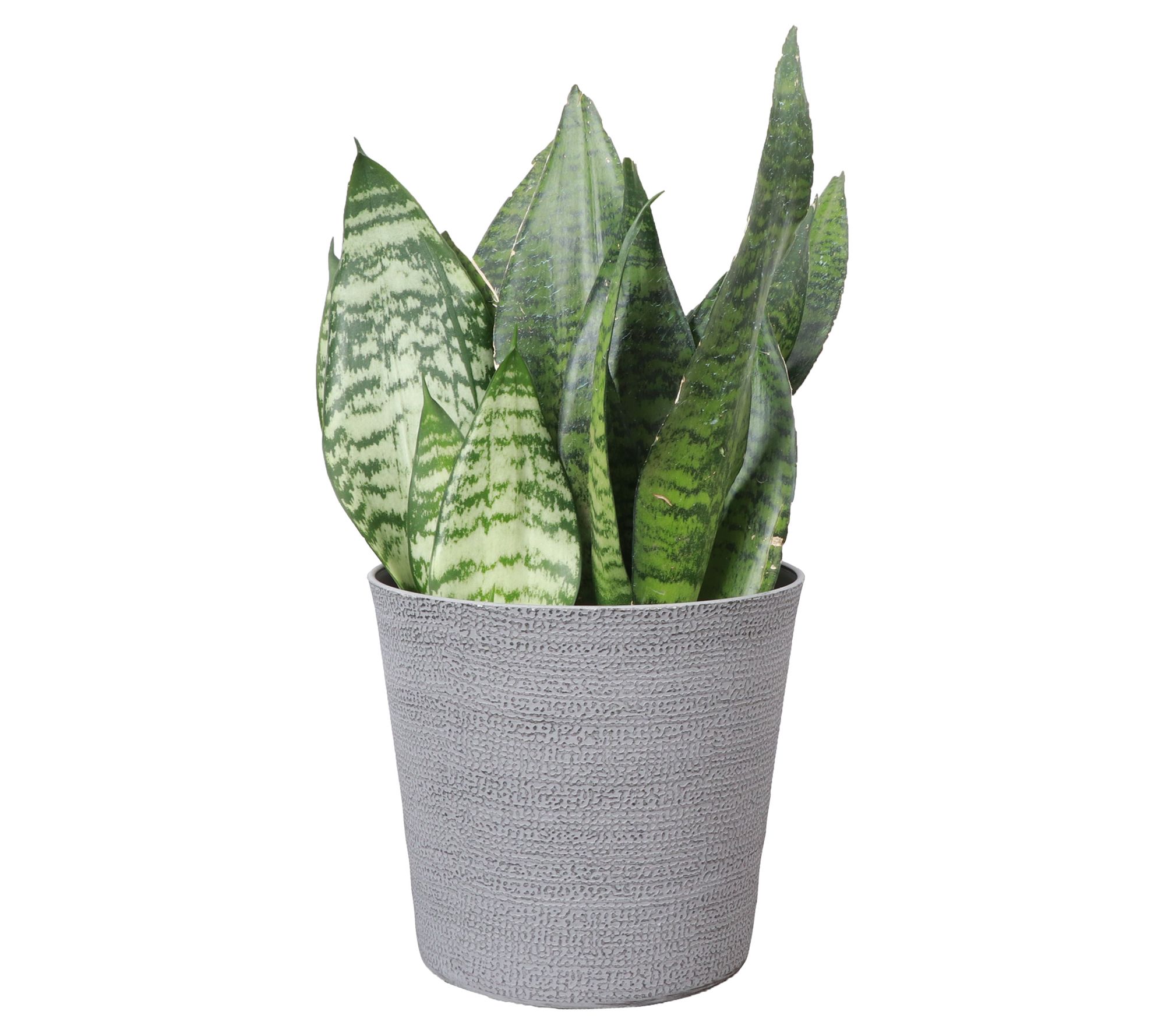 Thorsen's Greenhouse 6" Zeylancia Snake Plant, Classic Pot