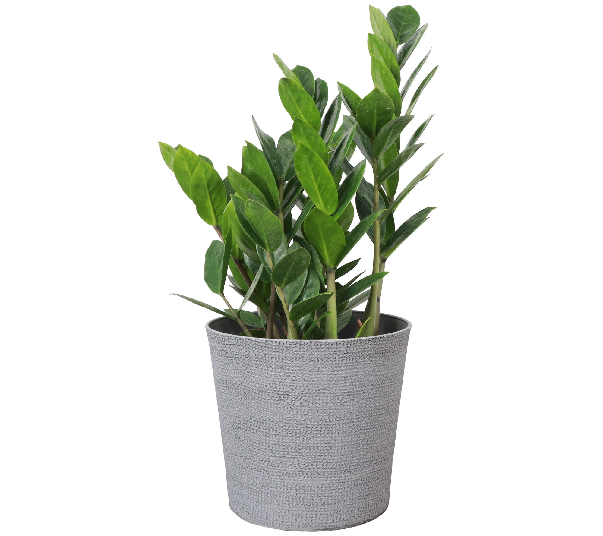 Thorsen's Greenhouse Live 6" ZZ Plant in Classic Pot