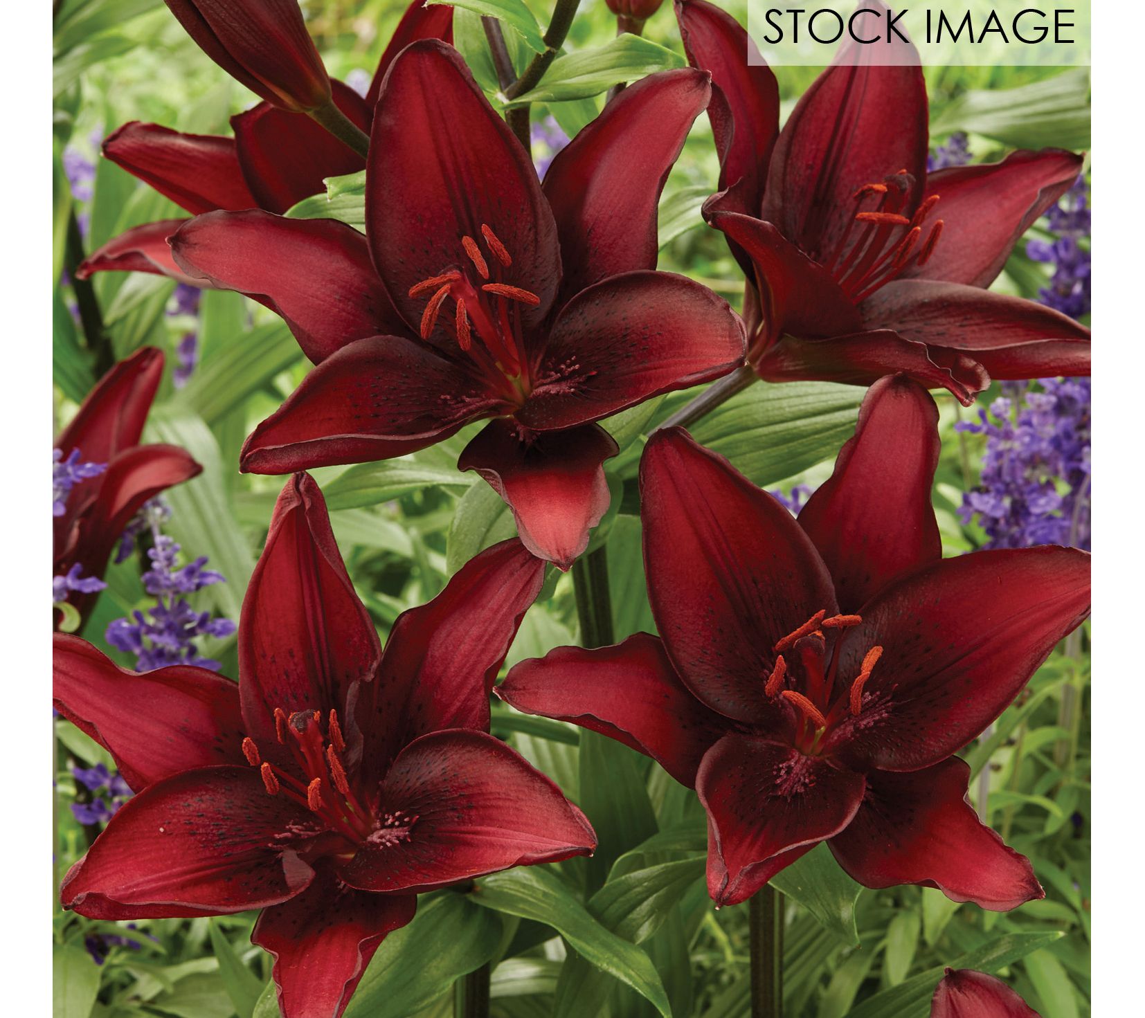 Van Zyverden Lilies Black List Set of 8 Bulbs