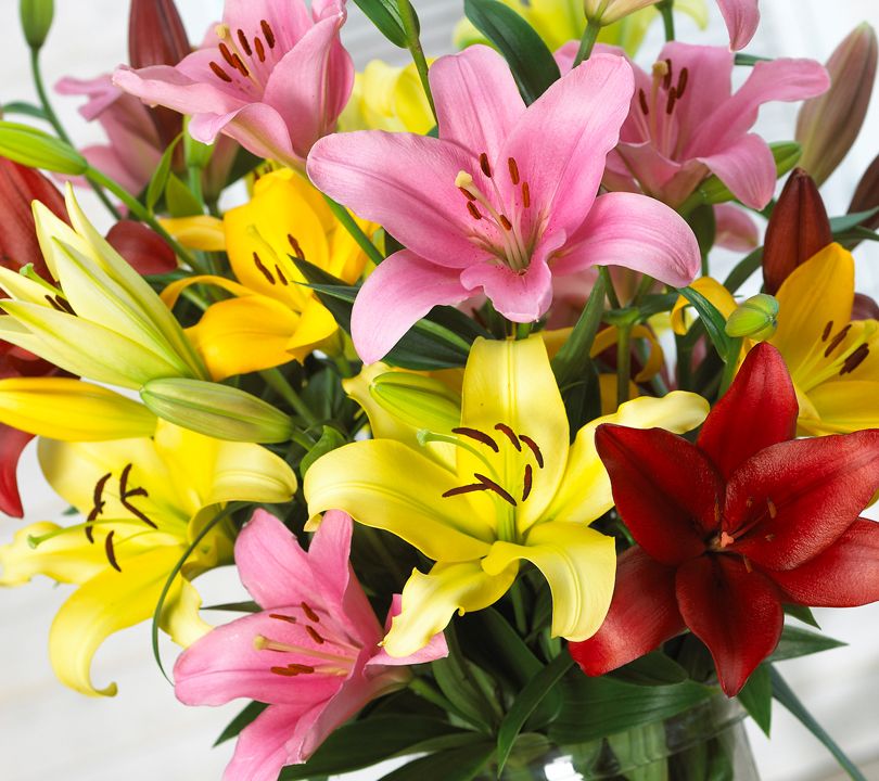 Roberta's 12 pc. Colorful Asiatic Lily Mix - QVC.com