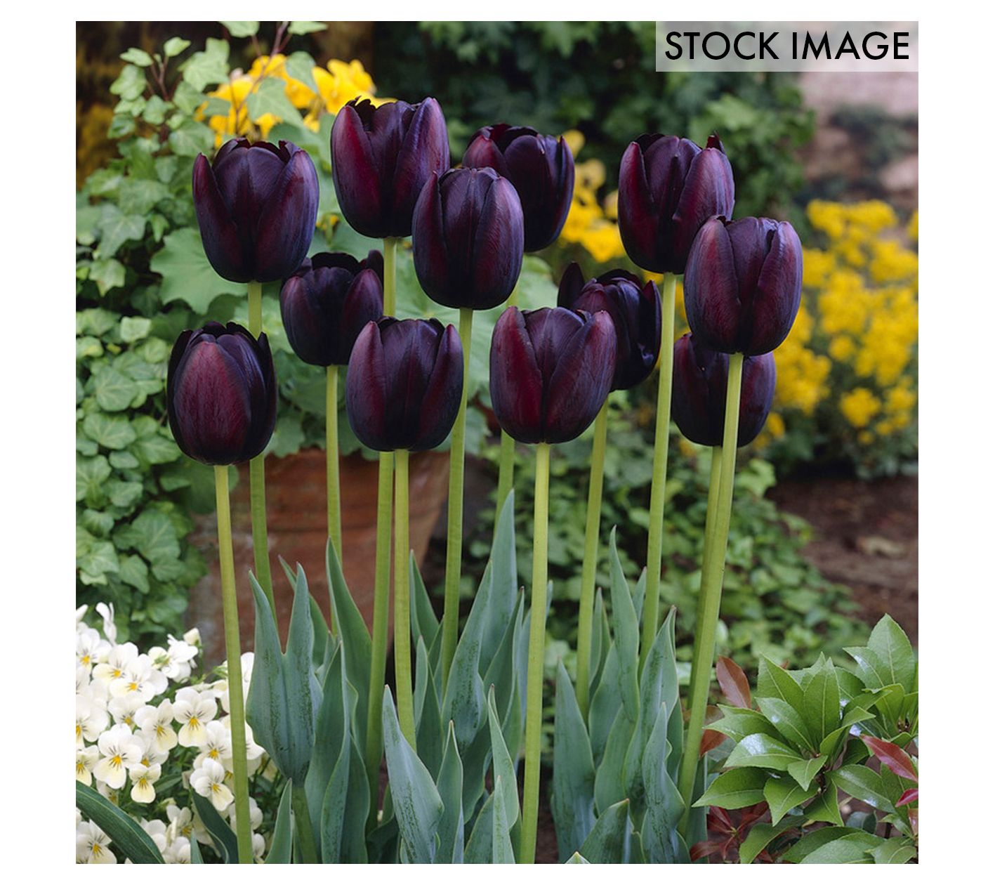 Van Zyverden Tulips Queen Of Night Set of 5 Bulbs