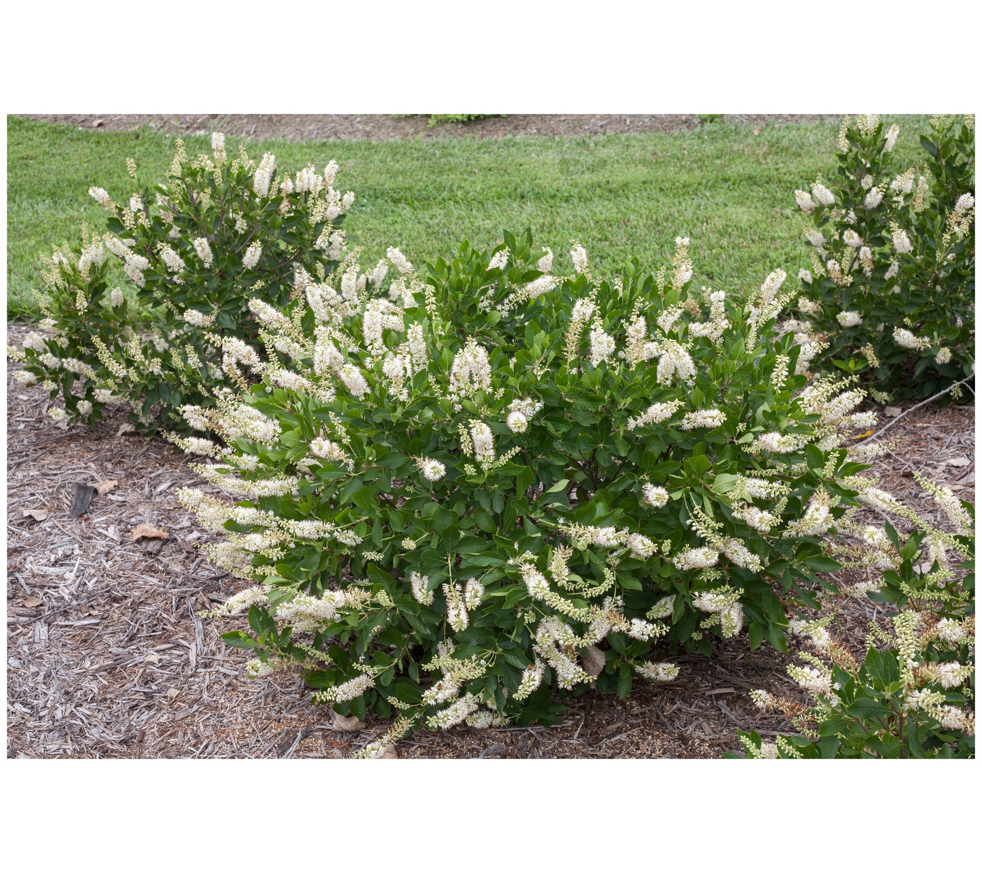 Roberta's Clethra Proven Winners Vanilla Spice Summersweet 1pc