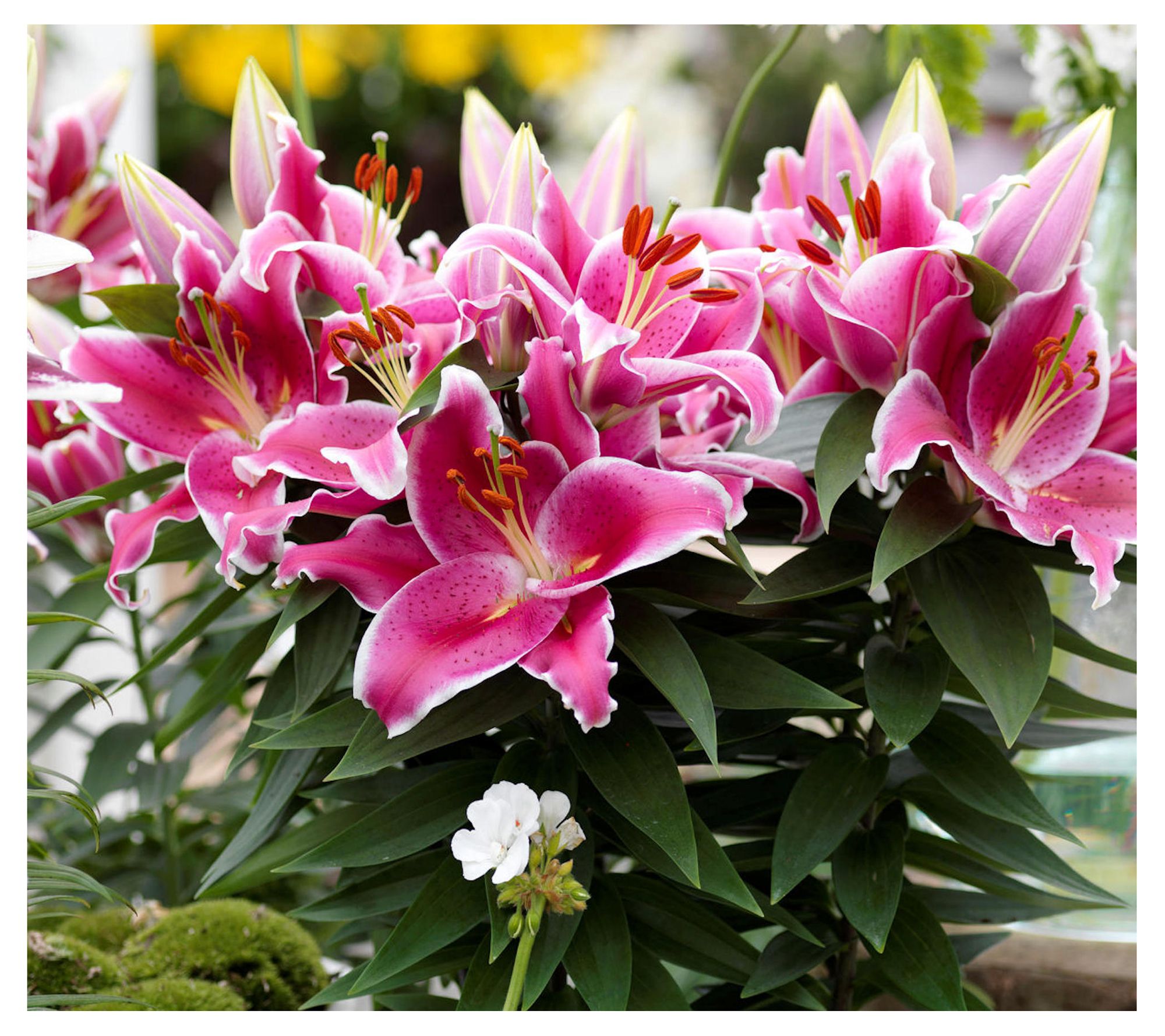 Cottage Farms 6-Piece Sunny Robyn Oriental Lilies - QVC.com