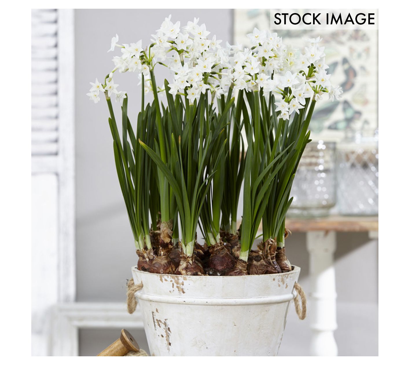 Van Zyverden Paperwhites  Set of 25 Bulbs