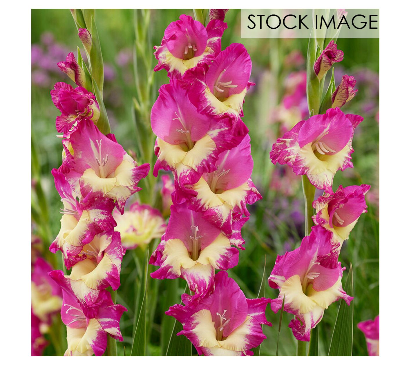 Van Zyverden Gladiolus Large Extravert Set of 12 Bulbs