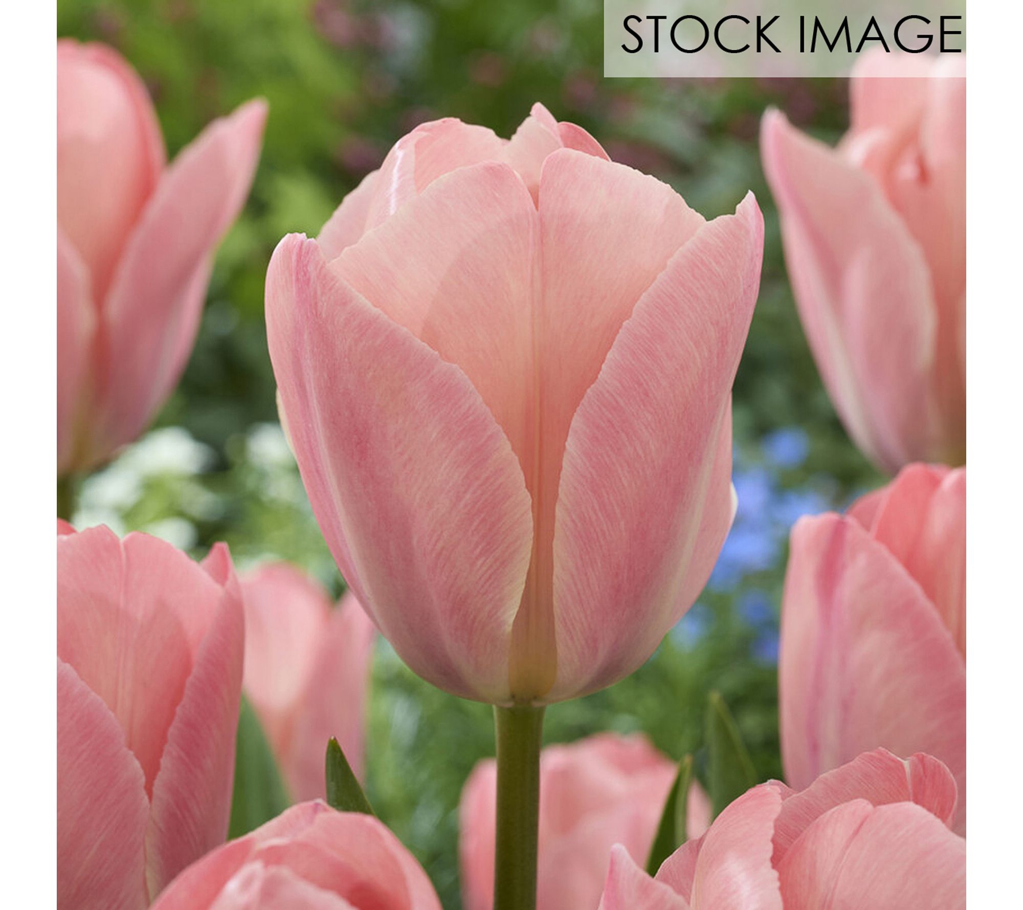 Van Zyverden Tulips Mystic van Eijk Set of 12 Bulbs