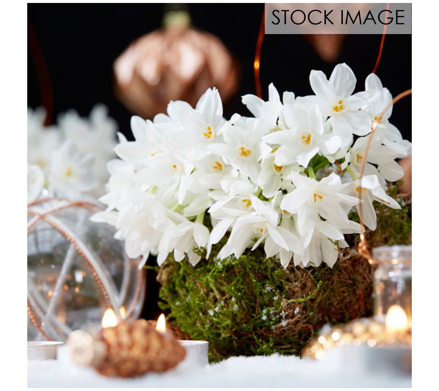 Van Zyverden LowScent Giant ChristmasDaffodil Paperwhites 15c