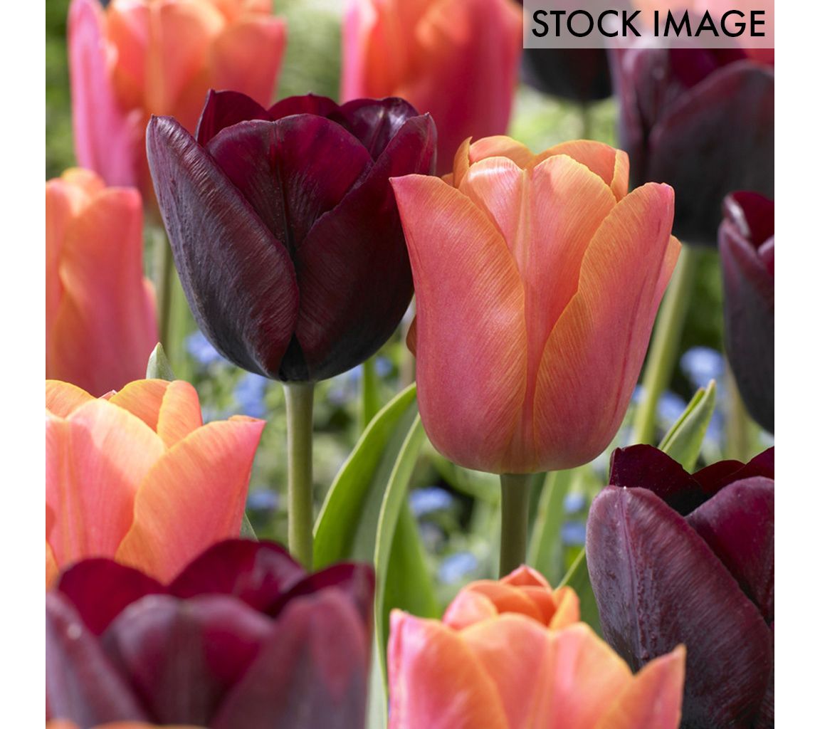Van Zyverden Tulips Ronaldo Blend Set of 15 bulbs