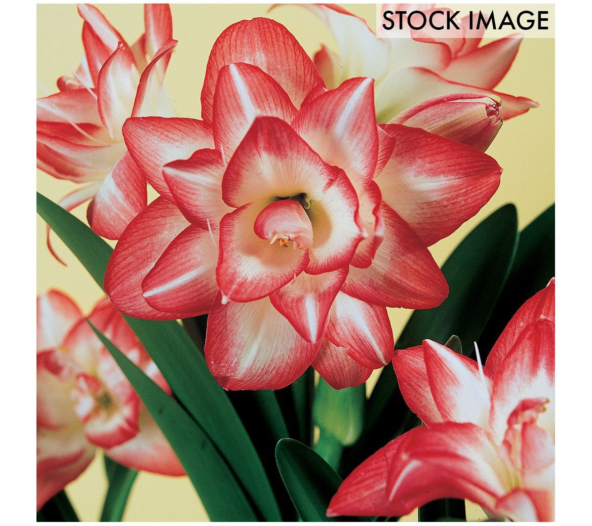 Van Zyverden Amaryllis Blossom Peacock Set of 1 Bulb