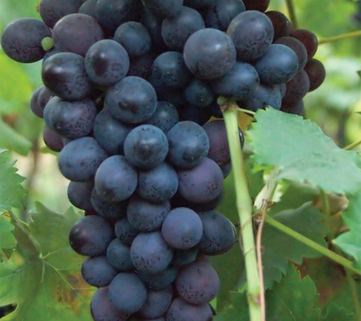 Van Zyverden Grapes Thomcord Seedless Set of 3Plants