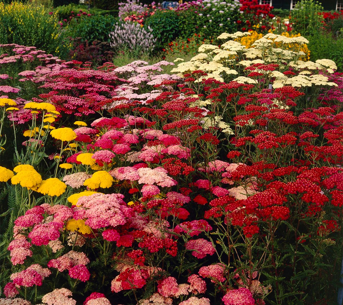 Van Zyverden Achillea Yarrow Mixed Set of 5 Roots