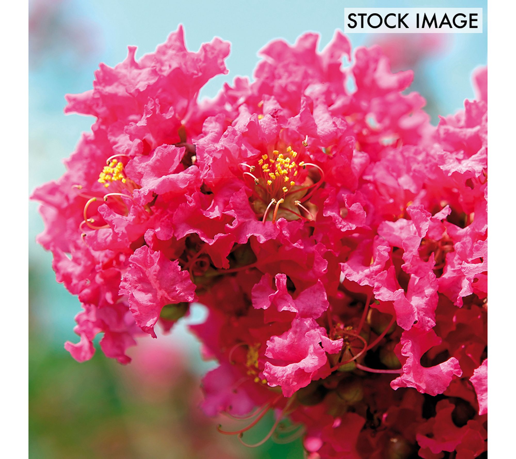 Van Zyverden Crape Myrtle Pink Set of 1 Root Stock