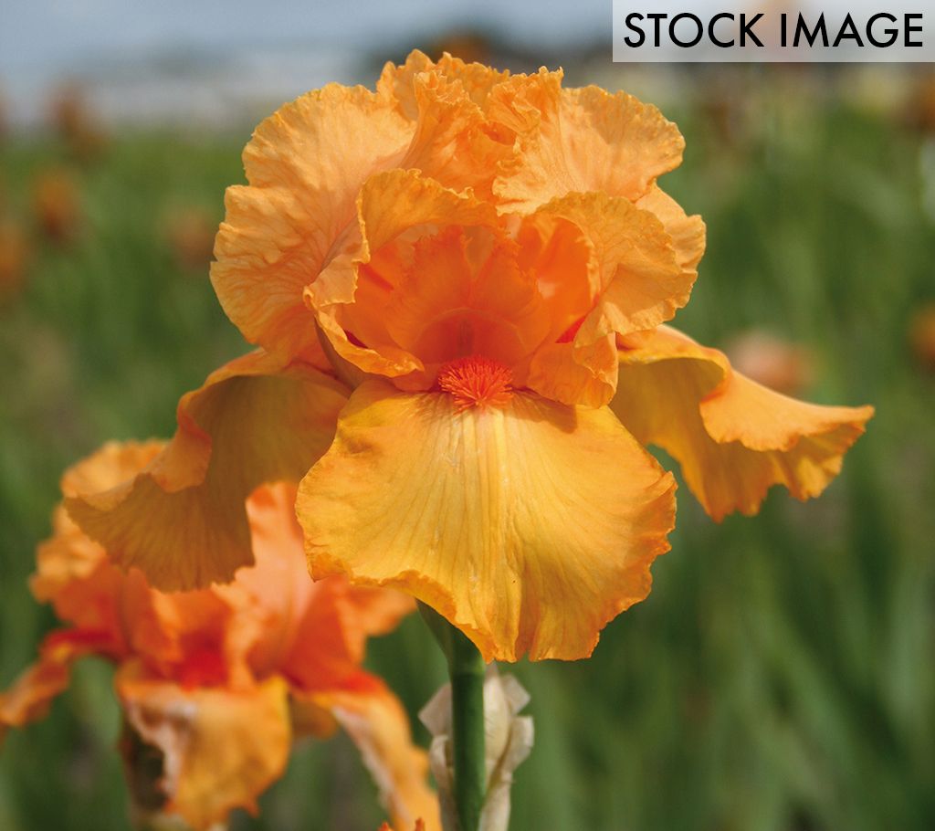 Van Zyverden Bearded Iris Firebreather Set of 3Roots
