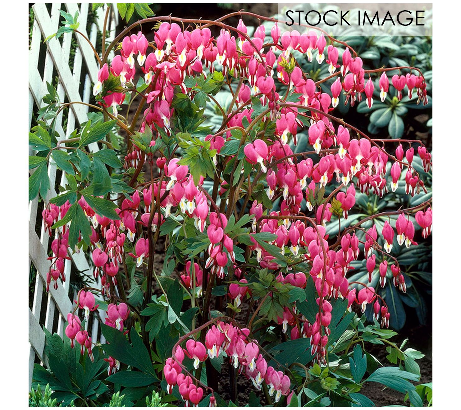 Van Zyverden Bleeding Hearts Set of 5 Roots