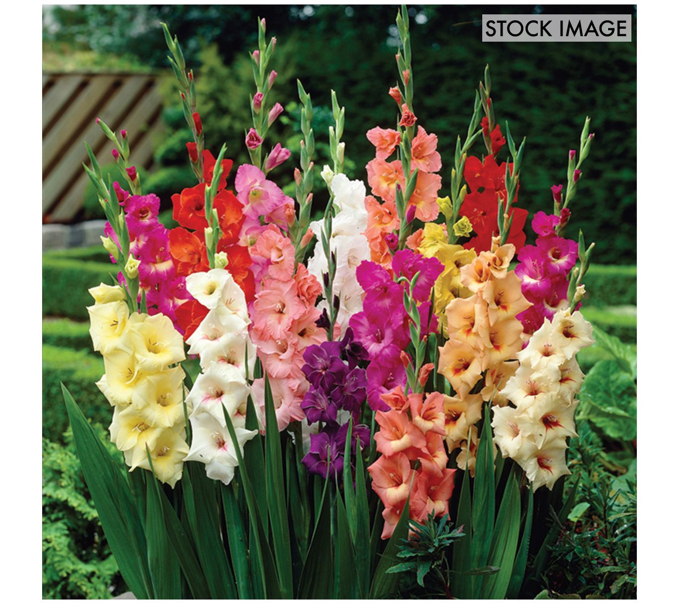 Van Zyverden Gladiolus Large Flowering RainbowMixed 25 Corms
