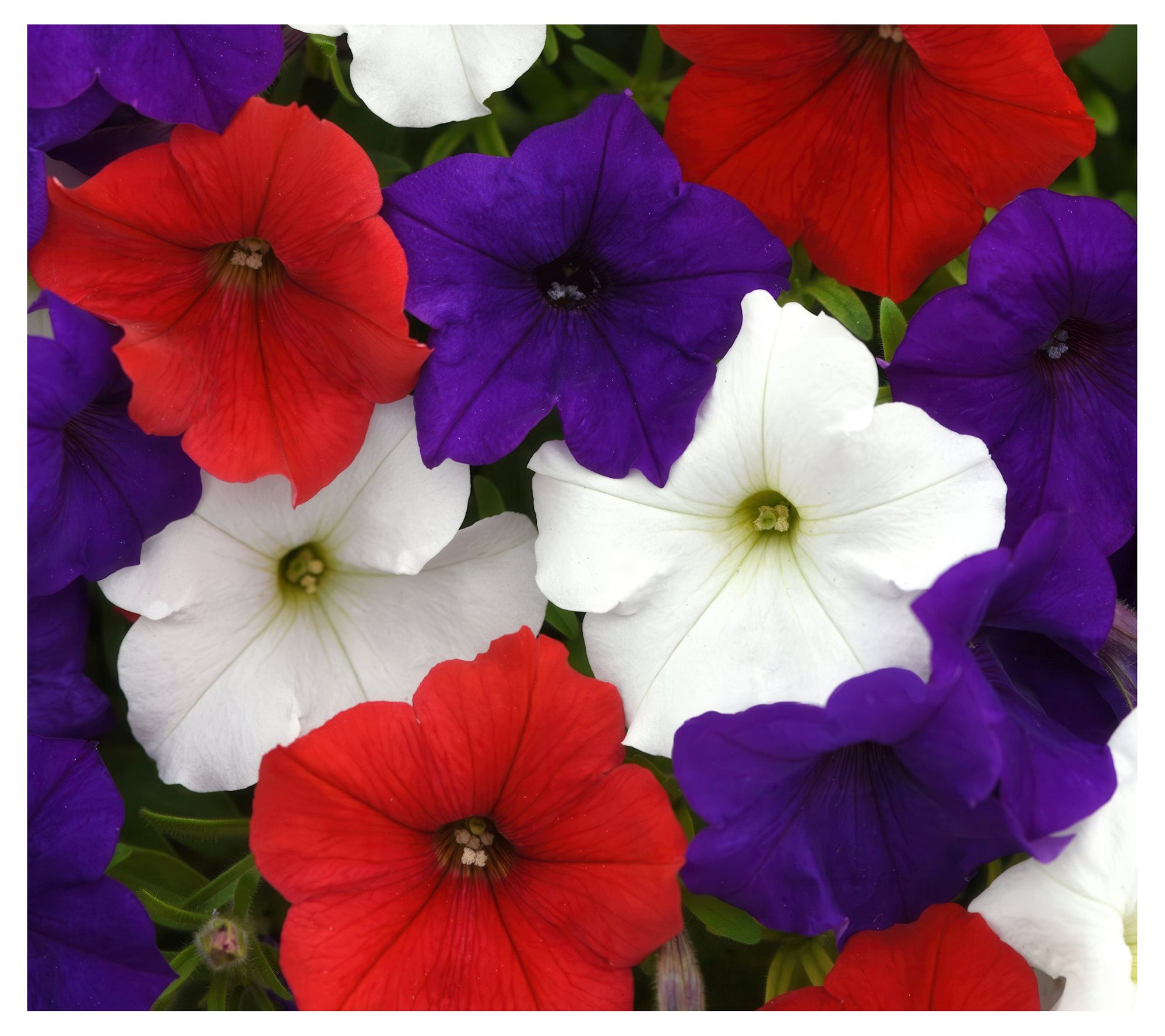 Cottage Farms 2-Piece Stars and Stripes Easy Wave Petunias