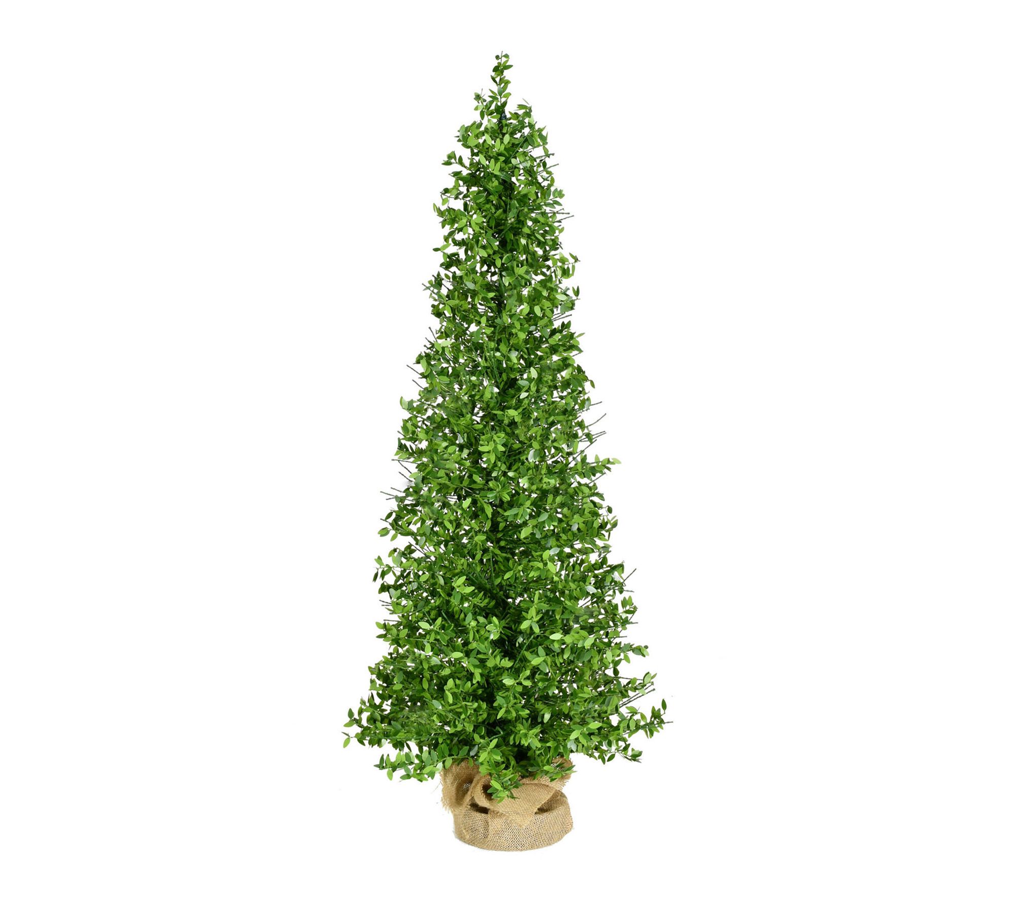 Fraser Hill Farm 3-Ft. Boxwood Porch Tree in Bu rlap Bag