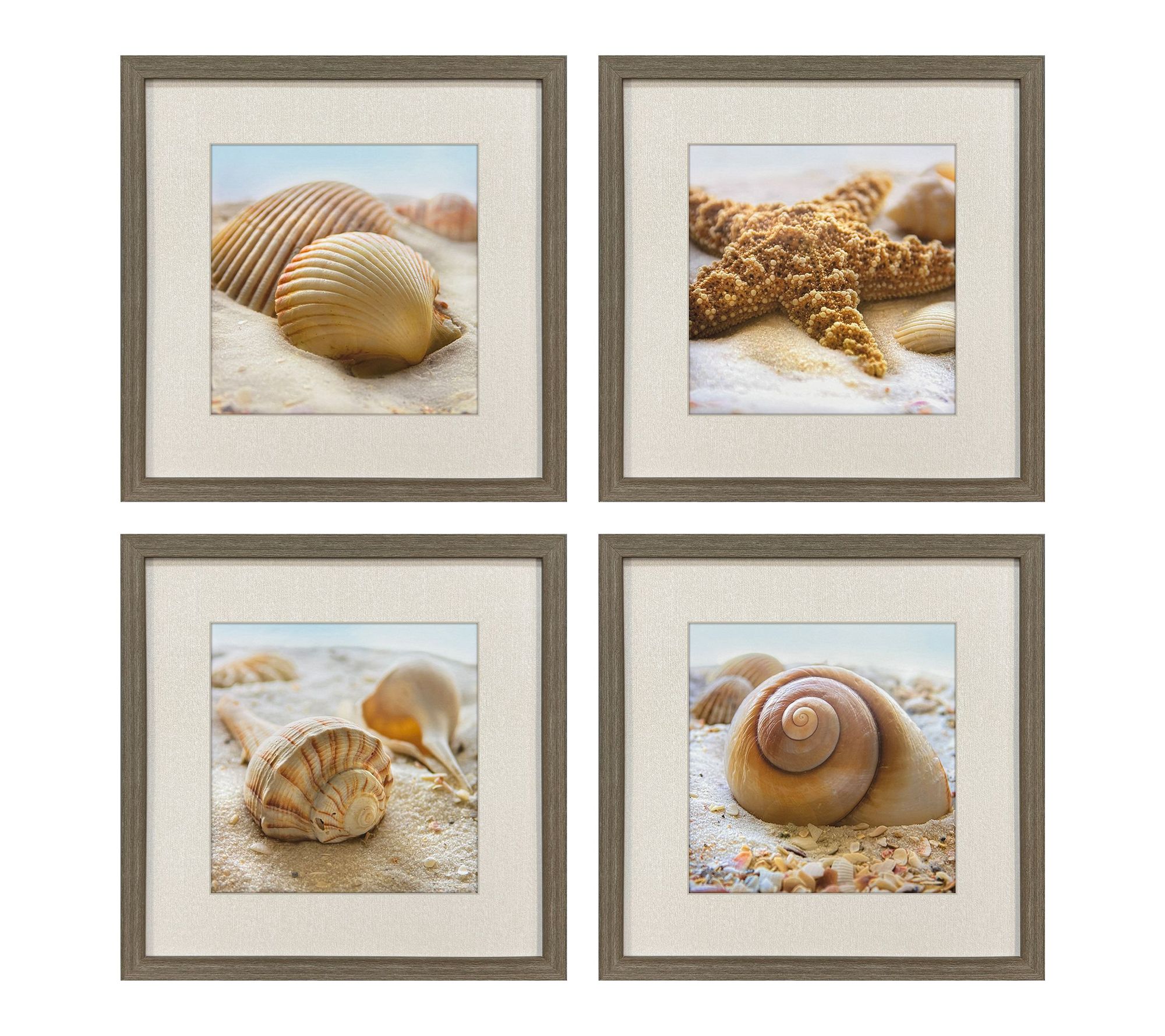 HomeRoots Set of Four Beachy Shells Brown Framed Wall Art