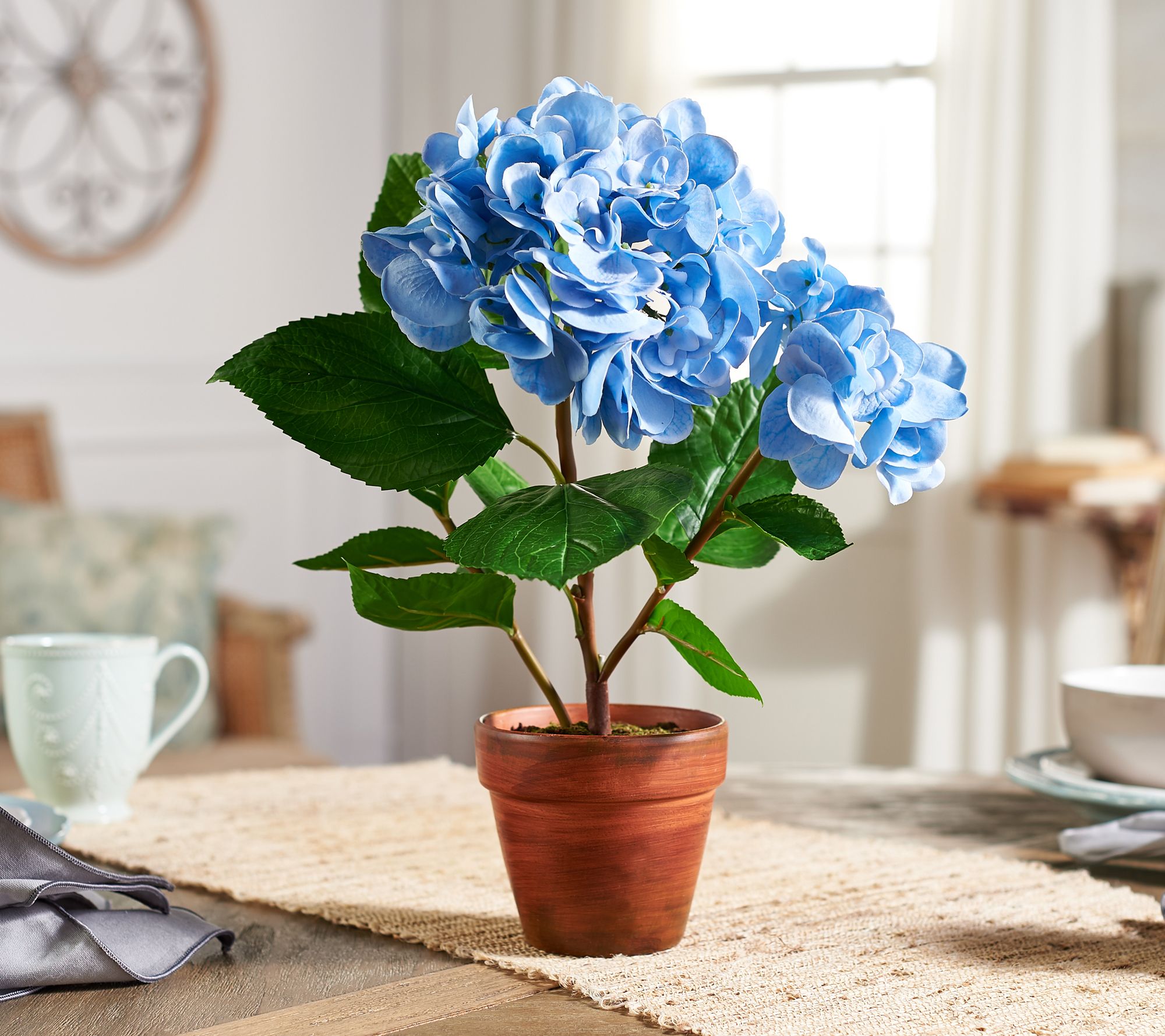 Image of Candy Apple Hydrangea in a terracotta pot