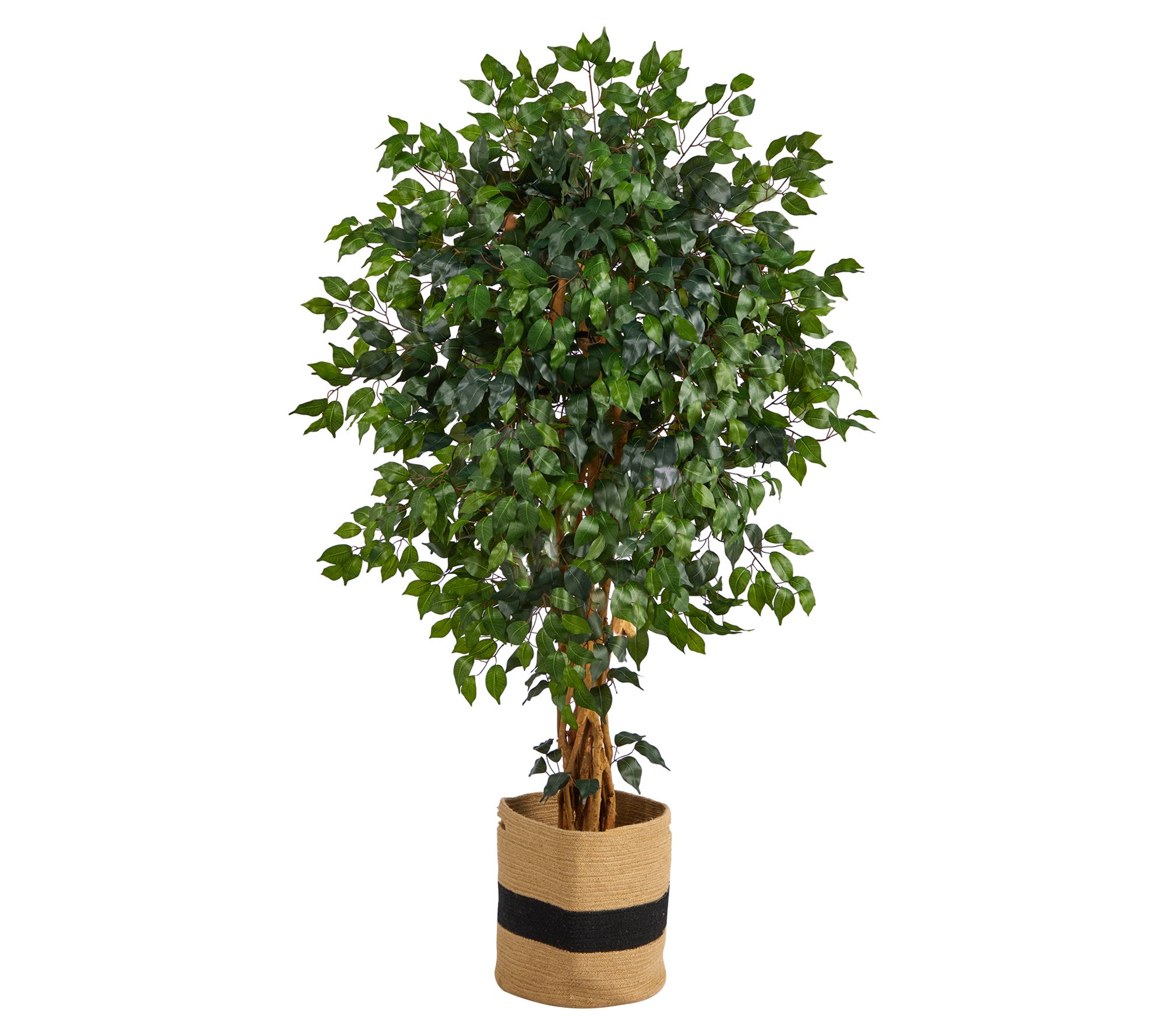 5.5' Palace Ficus Cotton Planter by Nearly Natural - QVC.com