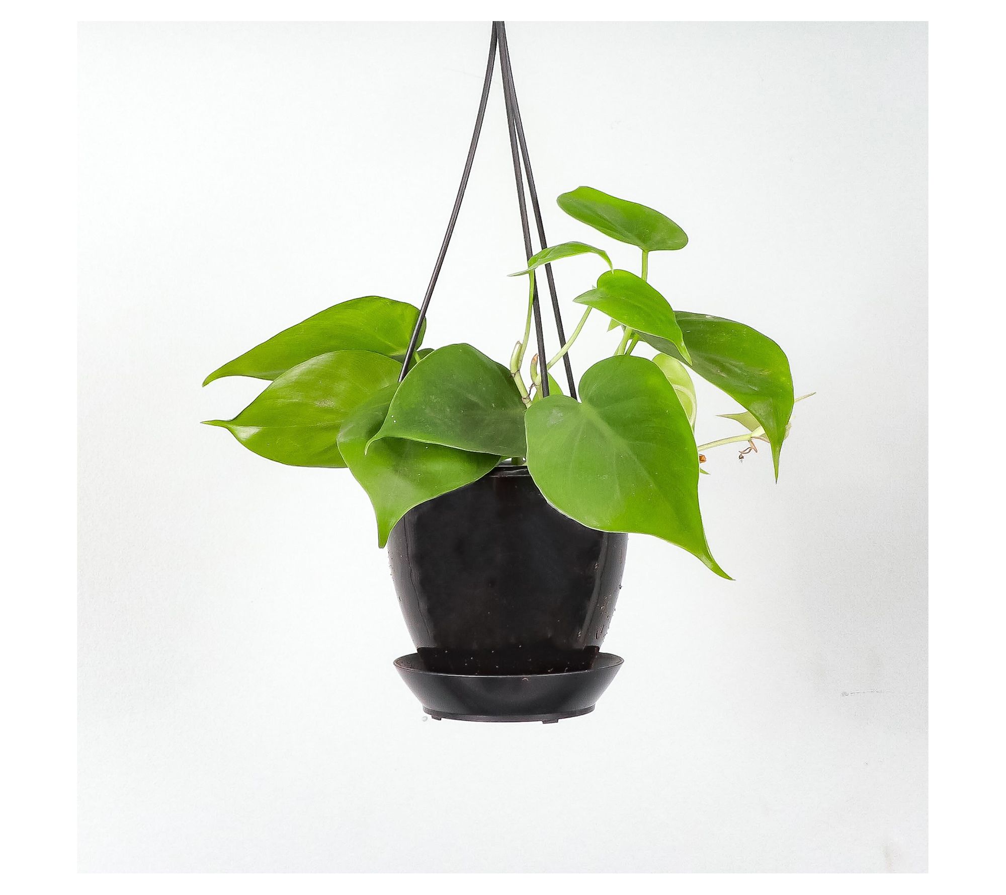 Thorsen's Greenhouse Live 4" Green Philodendronin Hanging Pot