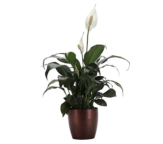 Thorsen's Greenhouse Live 4" Peace Lily in Classic Pot