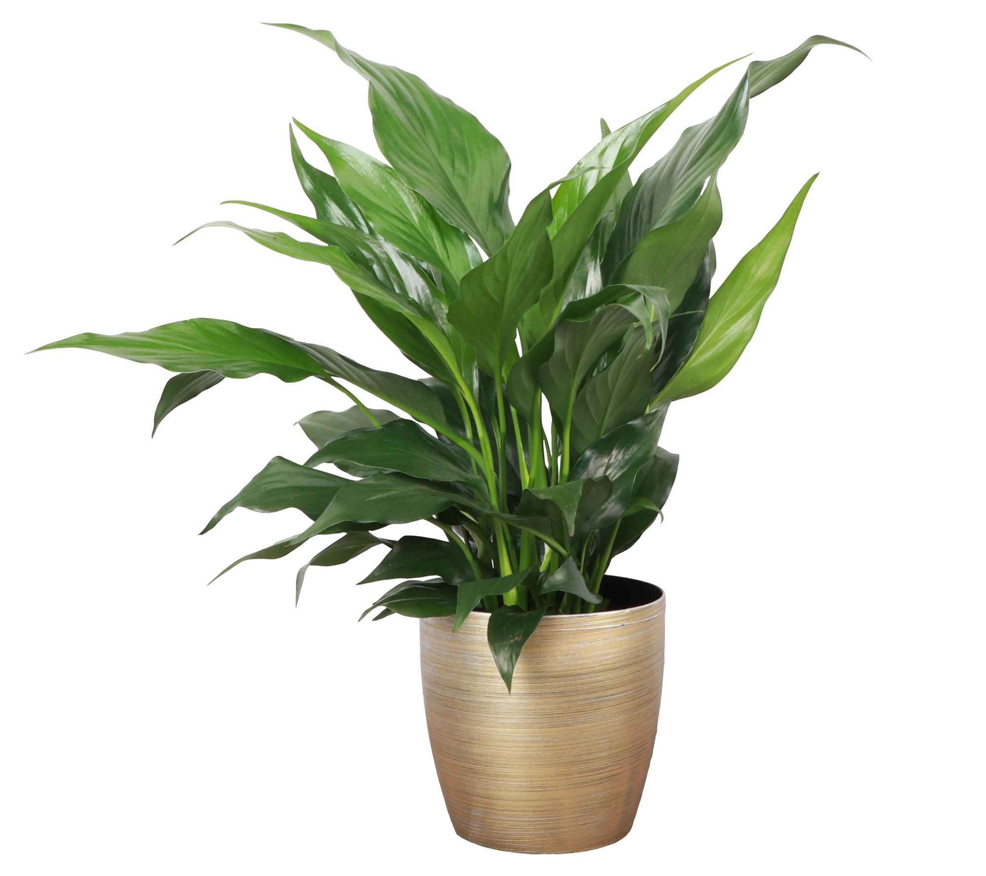 Thorsen's Greenhouse Live 4" Peace Lily in Classic Pot